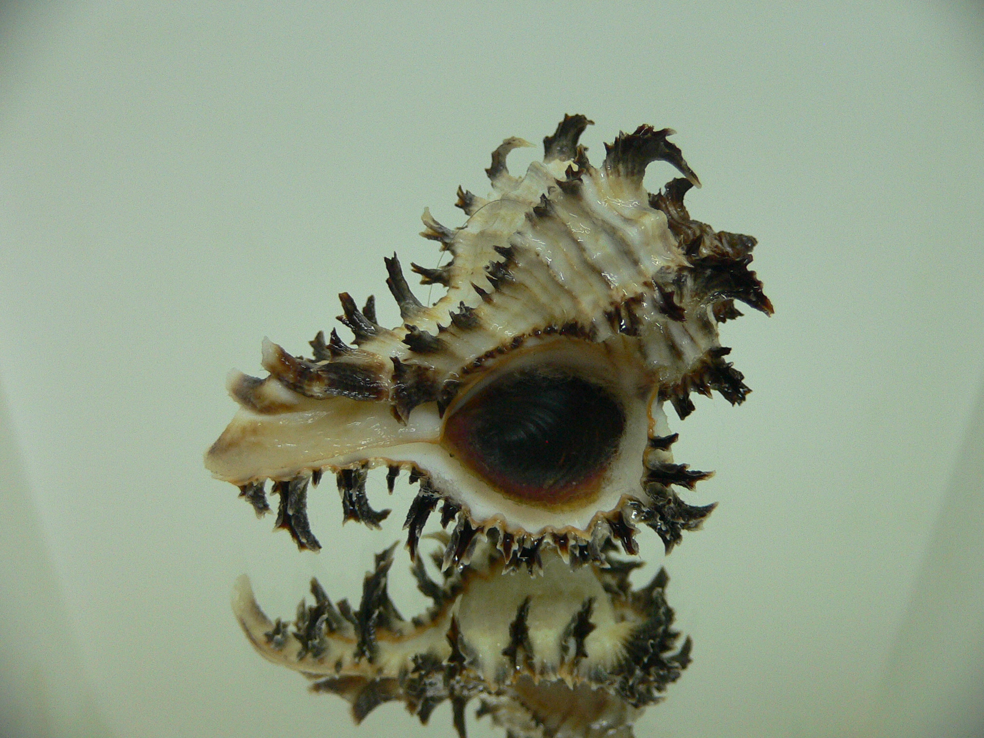Hexaplex cichoreum cichoreum DWARF