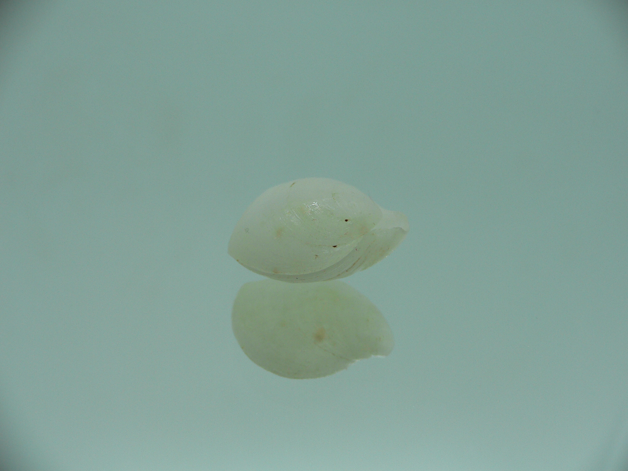 Campages Sp. RARE & IDEAL