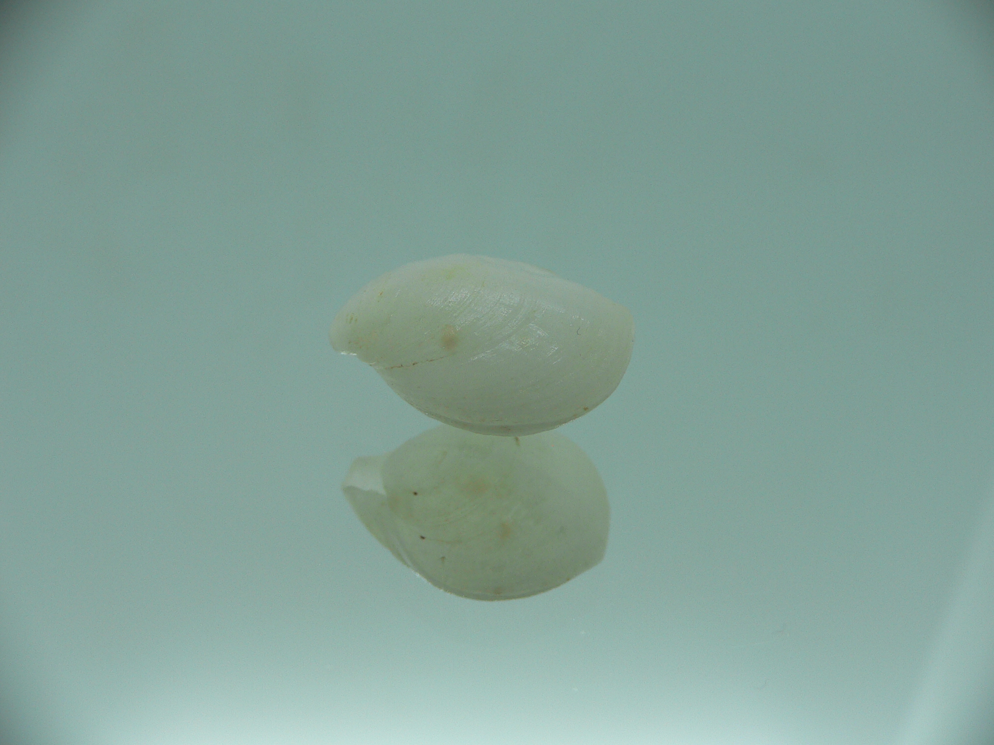 Campages Sp. RARE & IDEAL