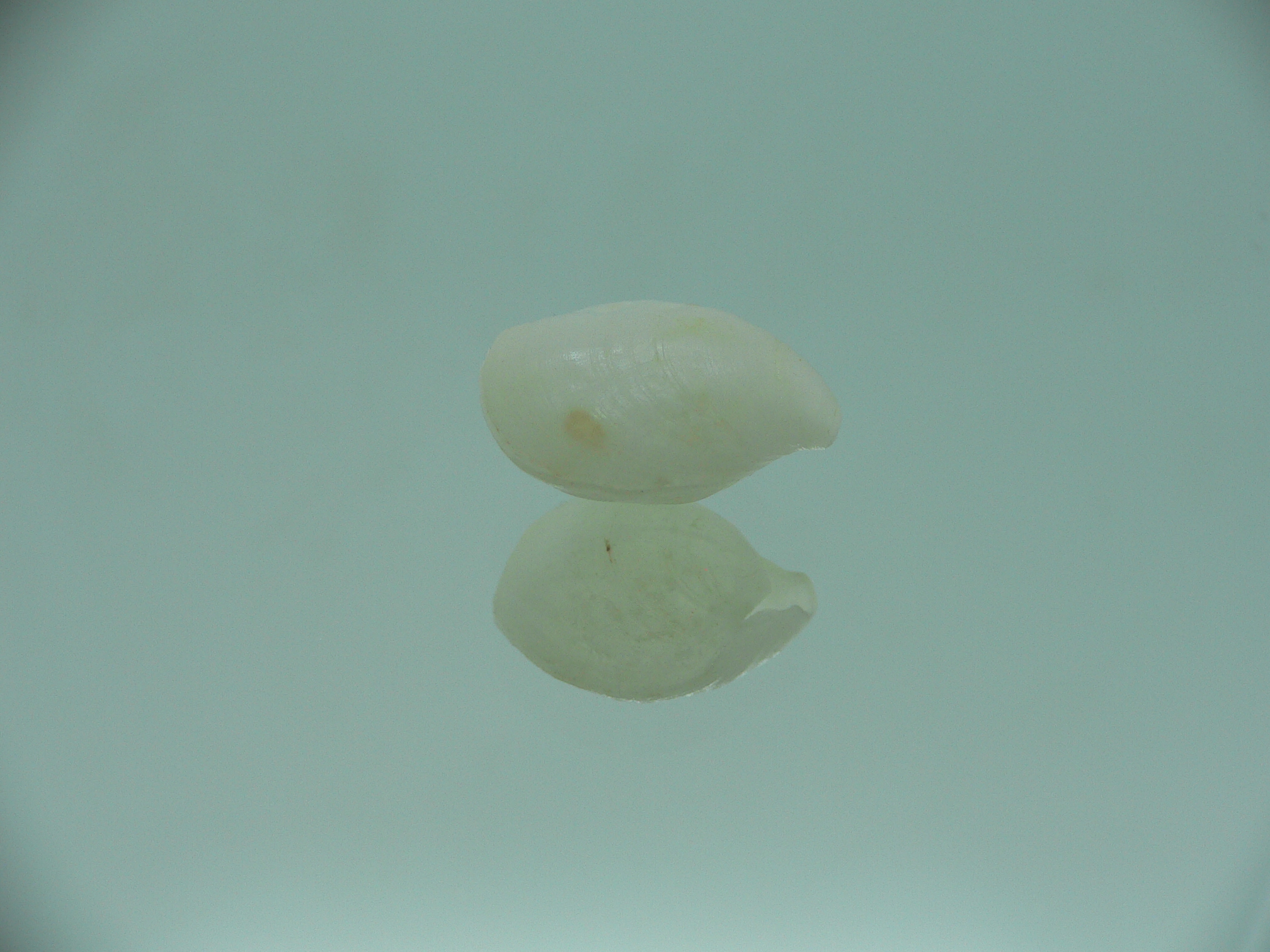 Campages Sp. RARE & IDEAL