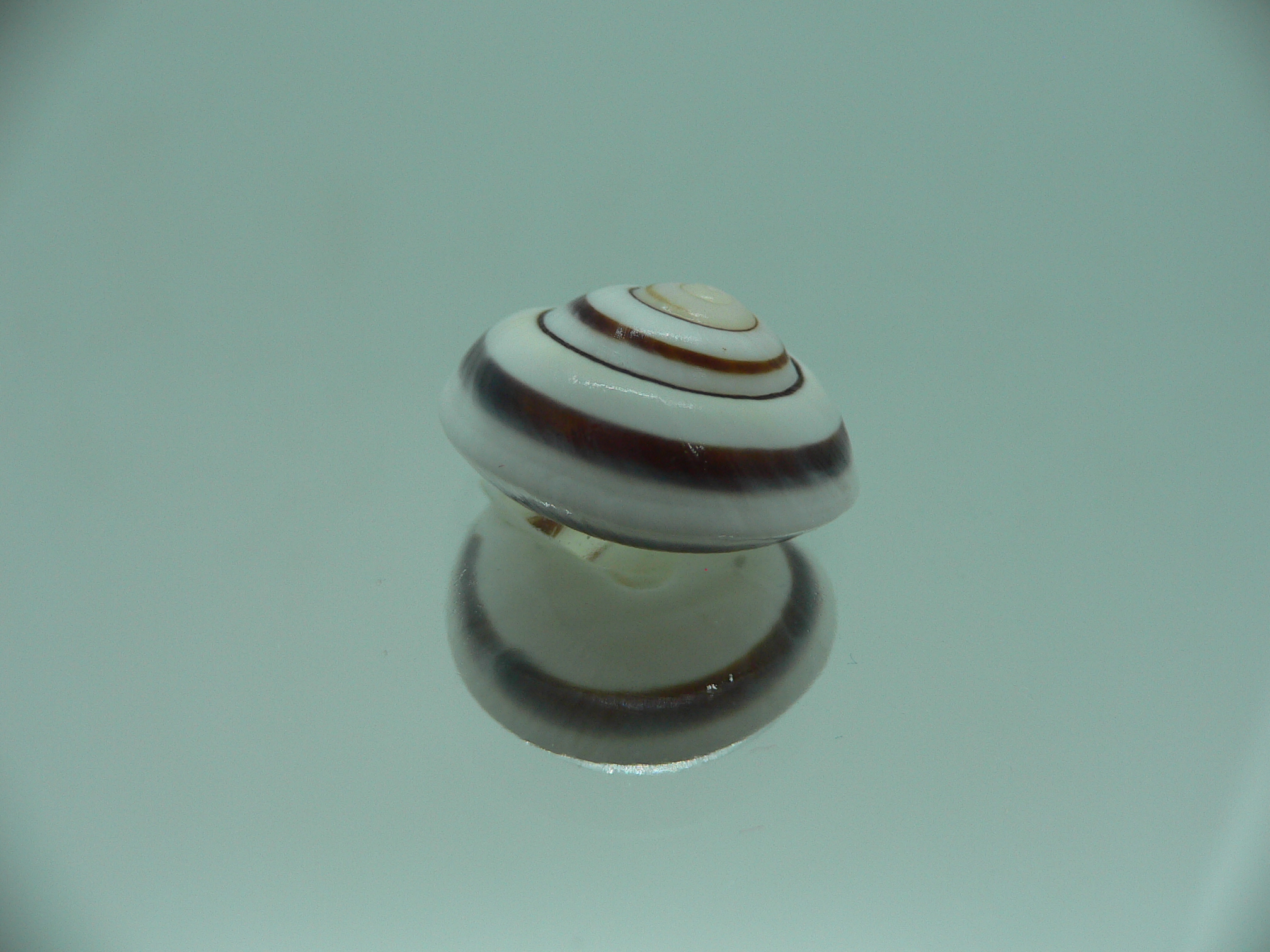 Obba saranganica SP.