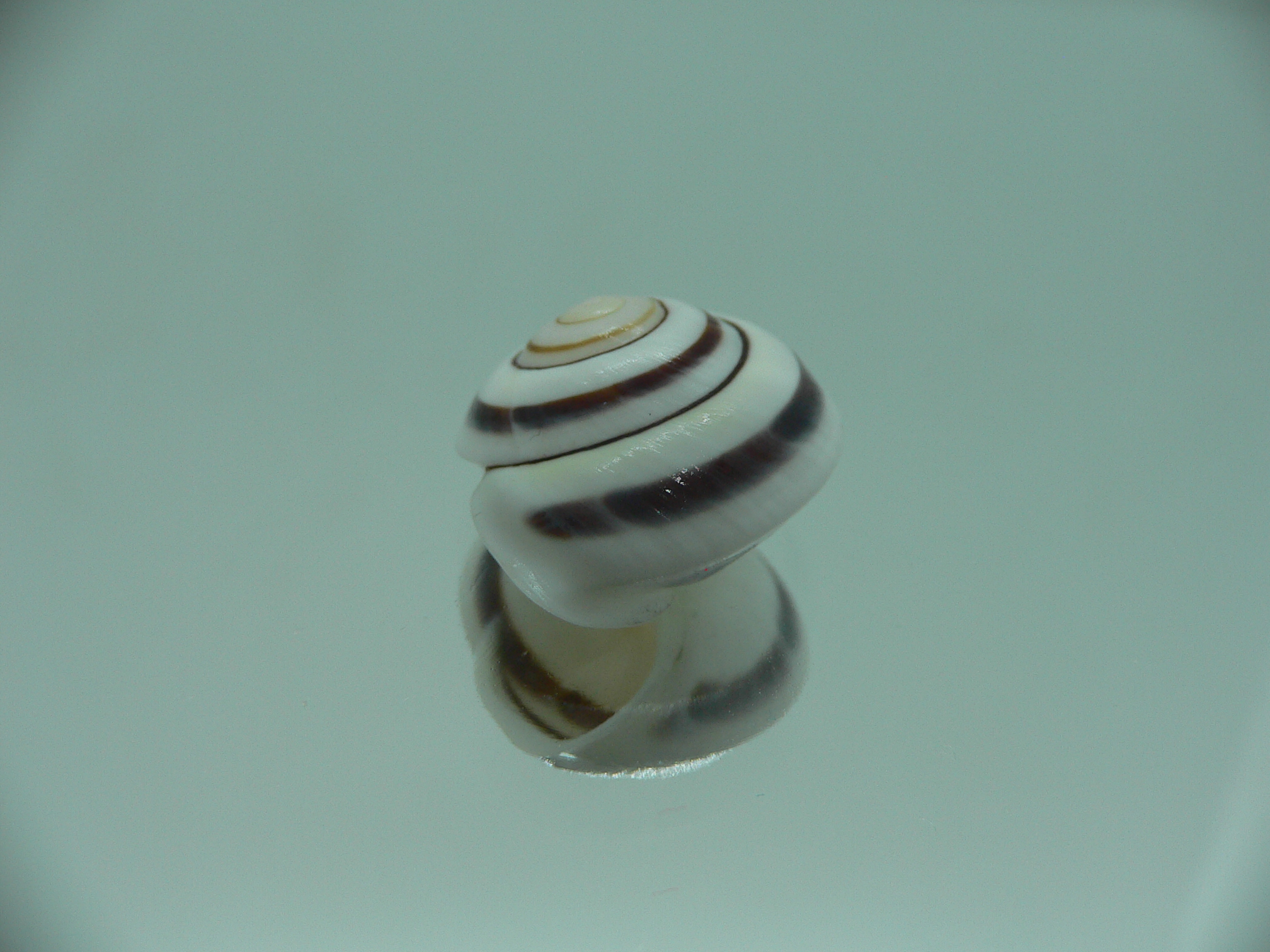 Obba saranganica SP.