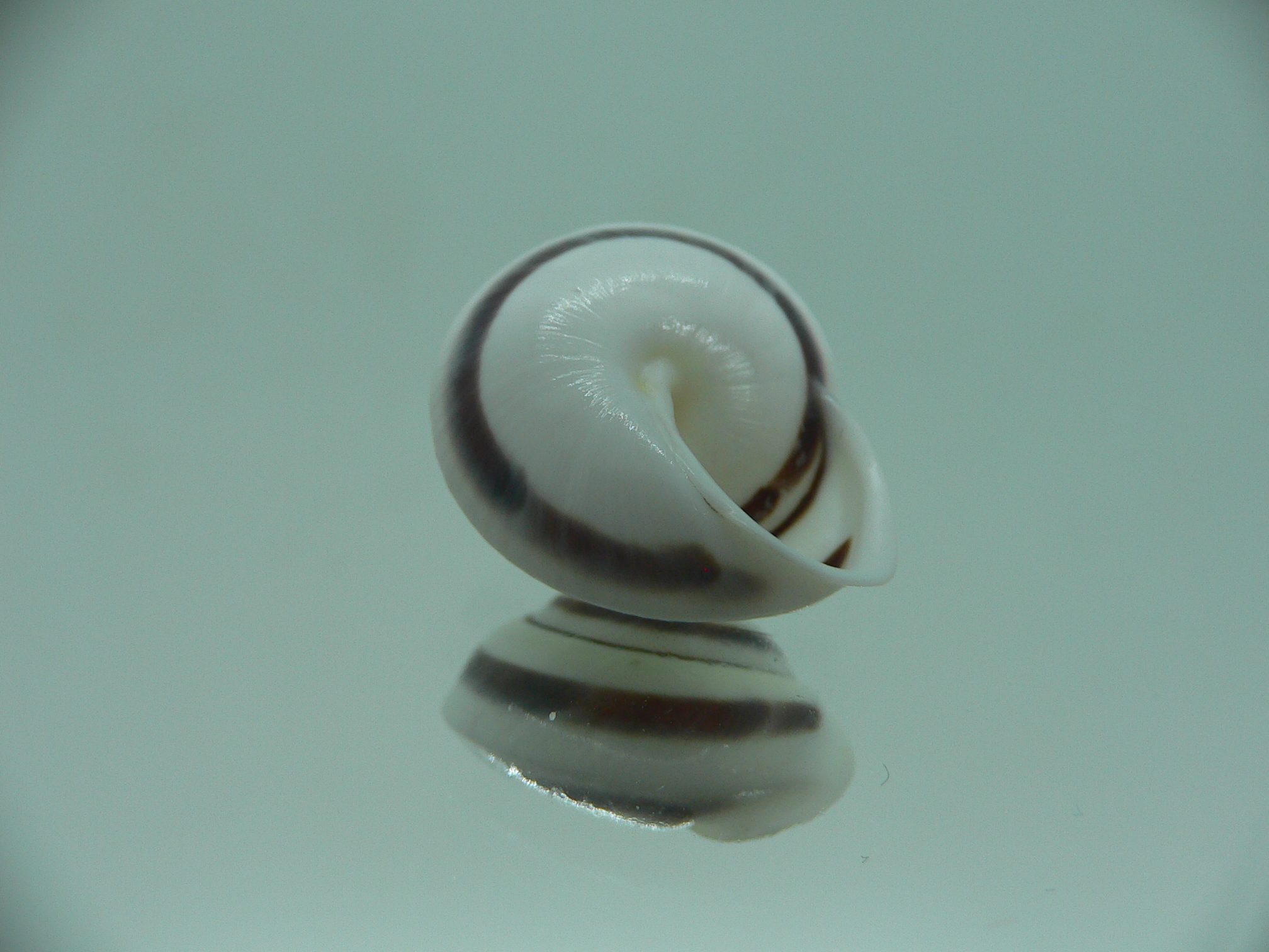 Obba saranganica SP.