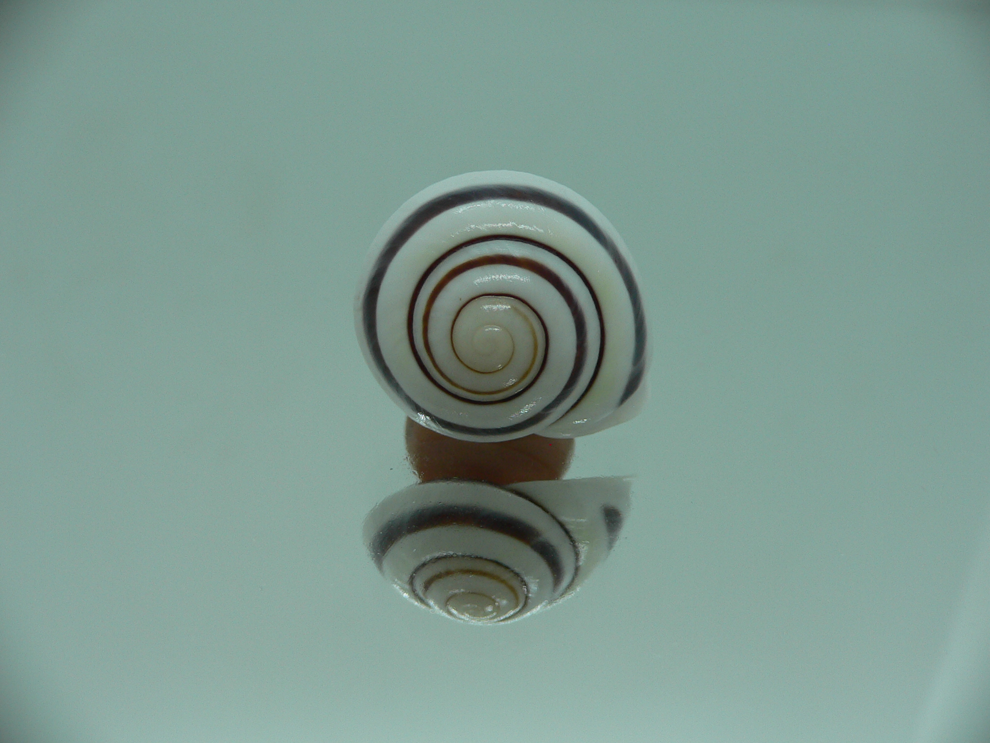 Obba saranganica SP.