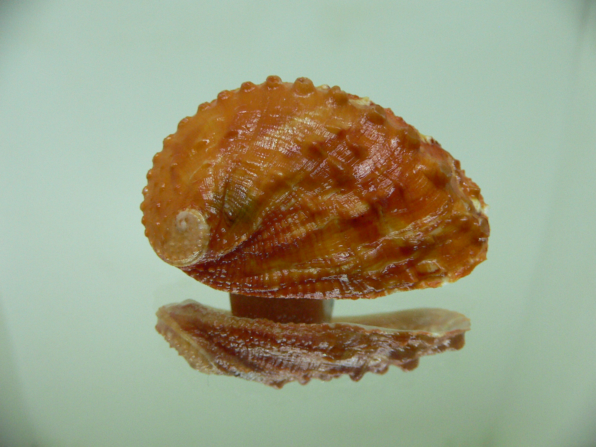 Haliotis planata ORANGE