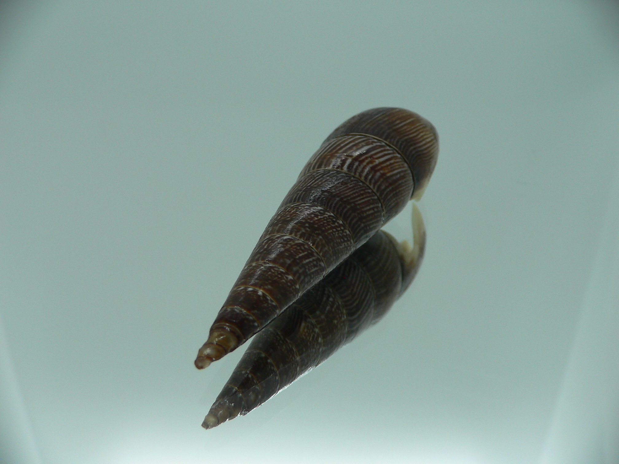 Faunus ater WHITE LIP