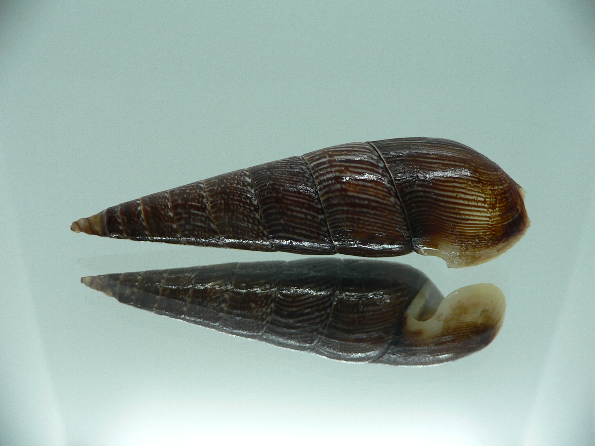 Faunus ater WHITE LIP