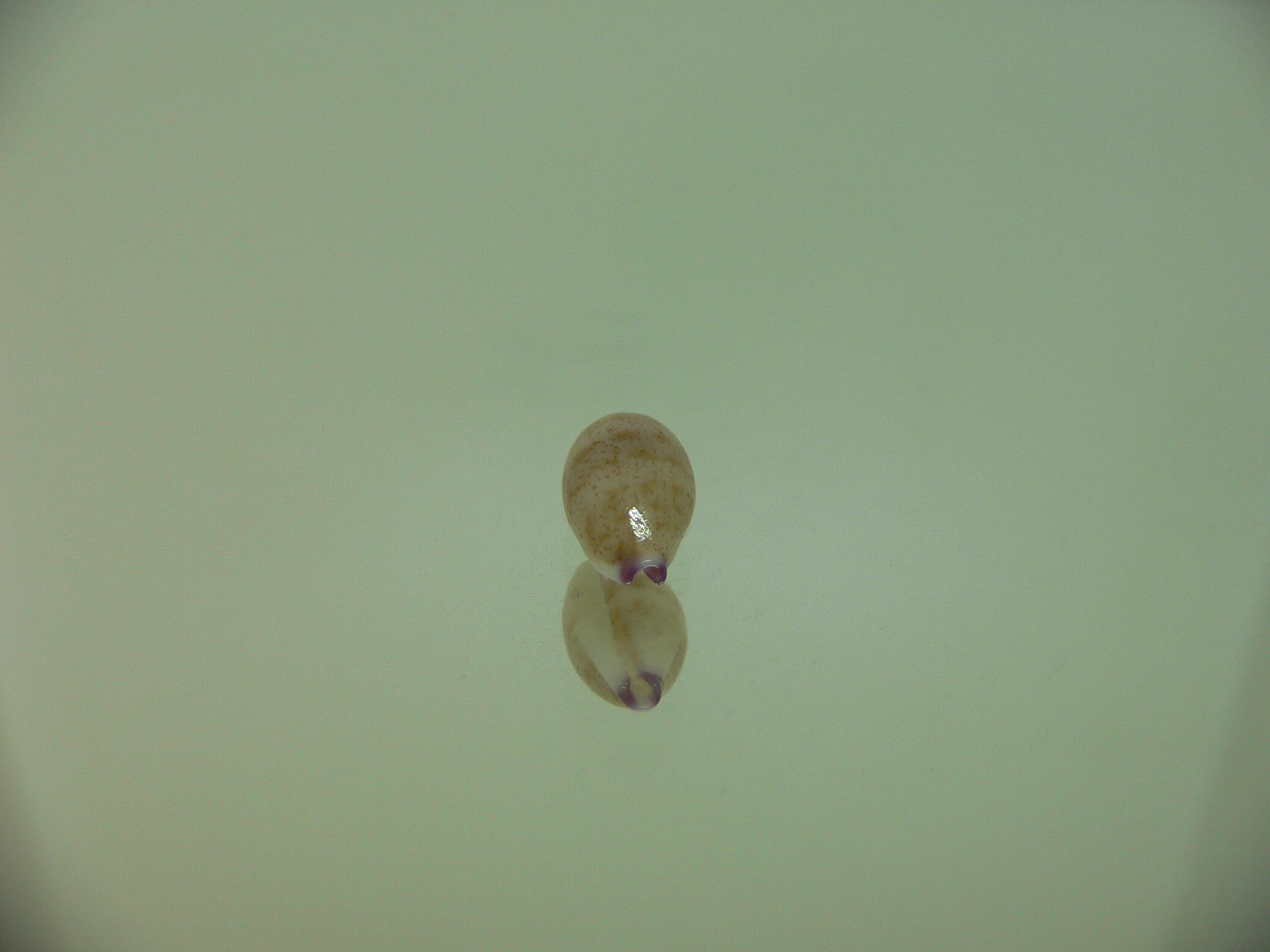 Cypraea microdon microdon 3