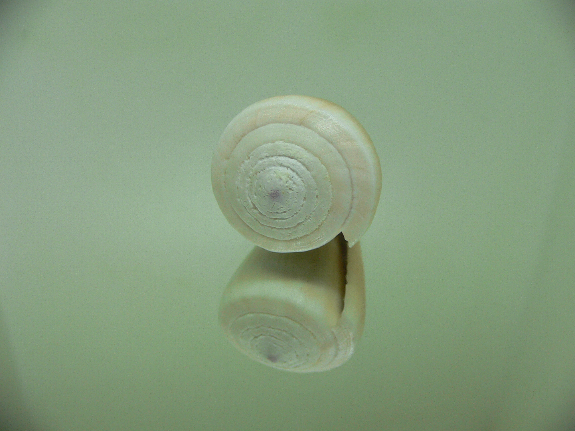 Conus flavidus LIGHT