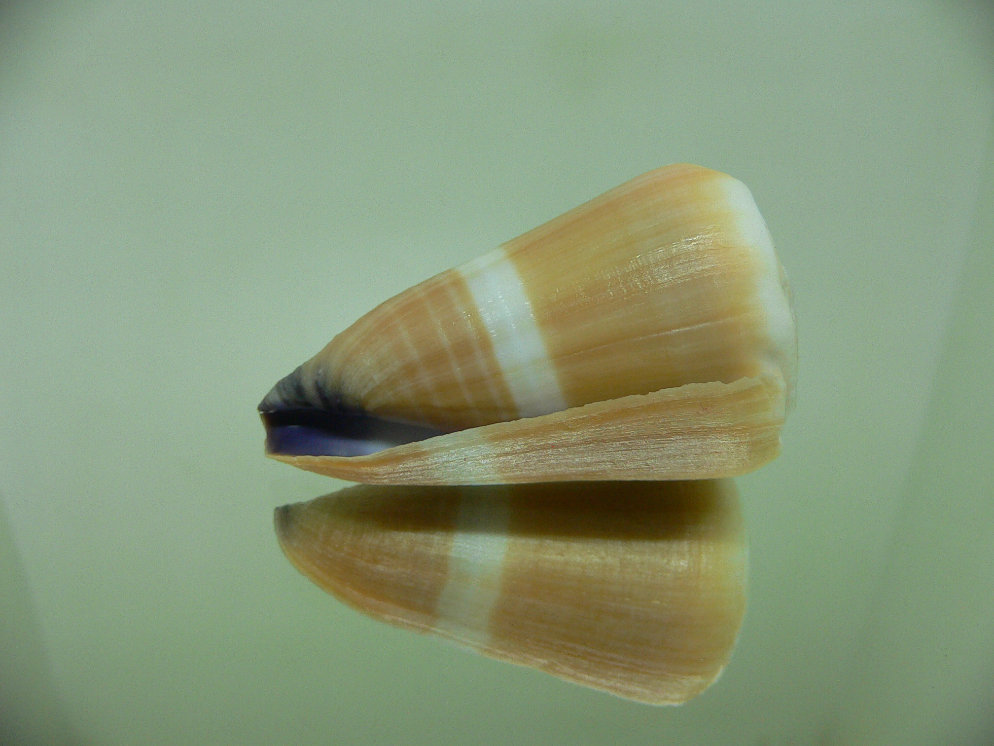 Conus flavidus LIGHT ORANGE