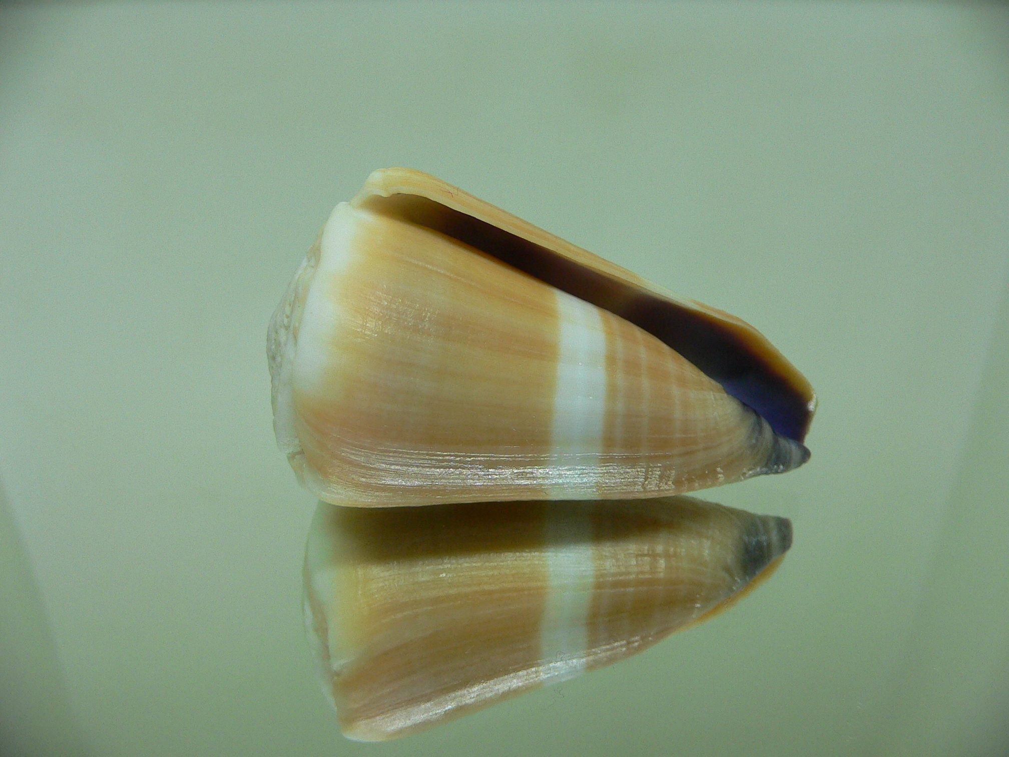 Conus flavidus LIGHT ORANGE