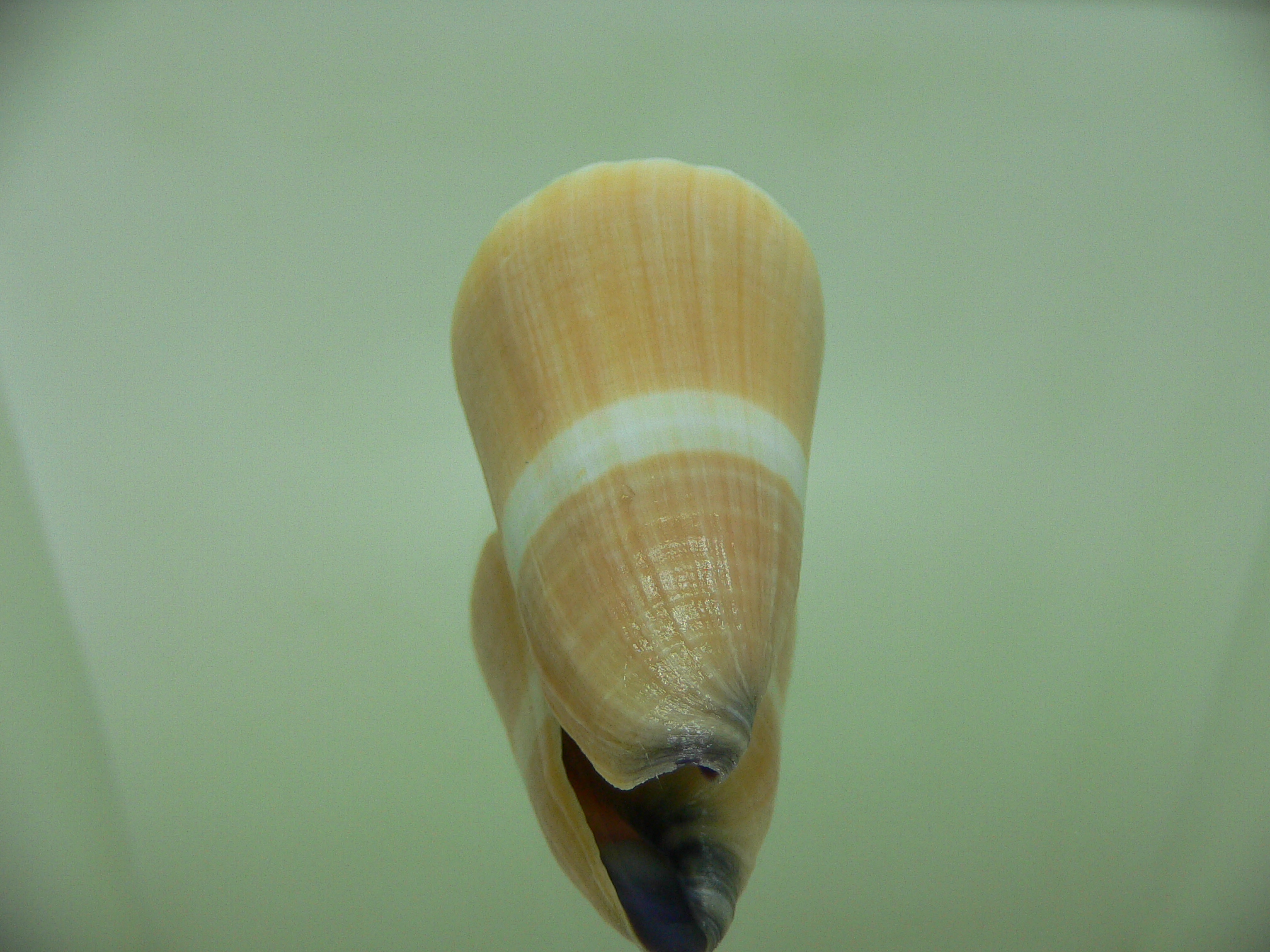 Conus flavidus LIGHT ORANGE