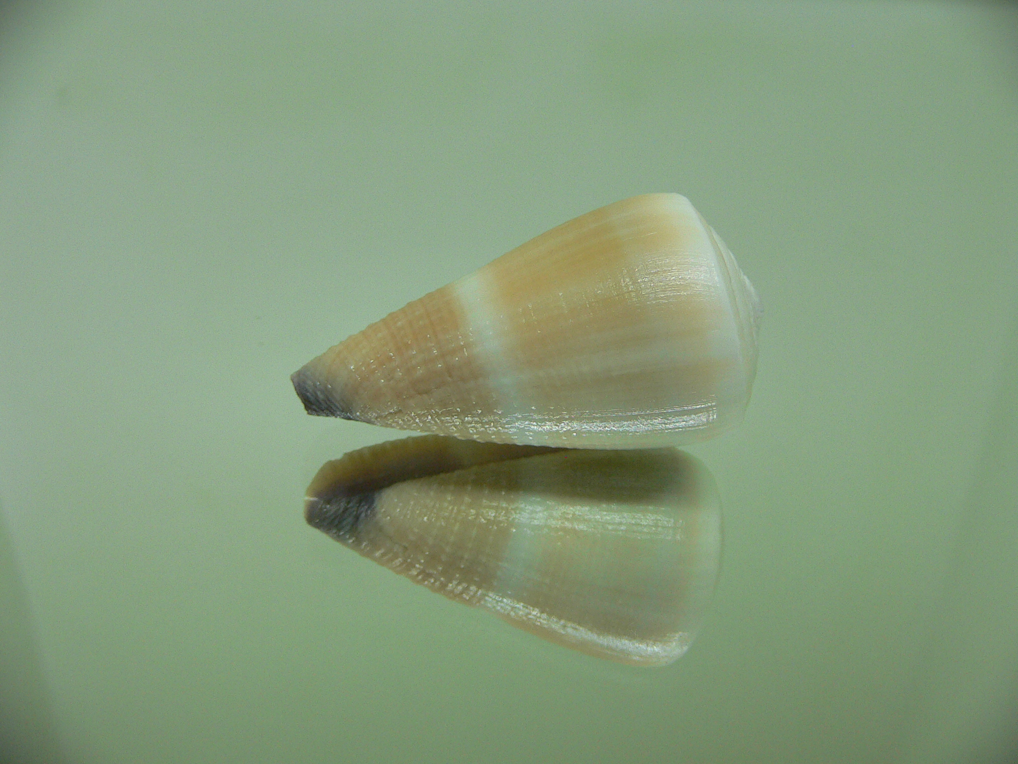 Conus flavidus LIGHT