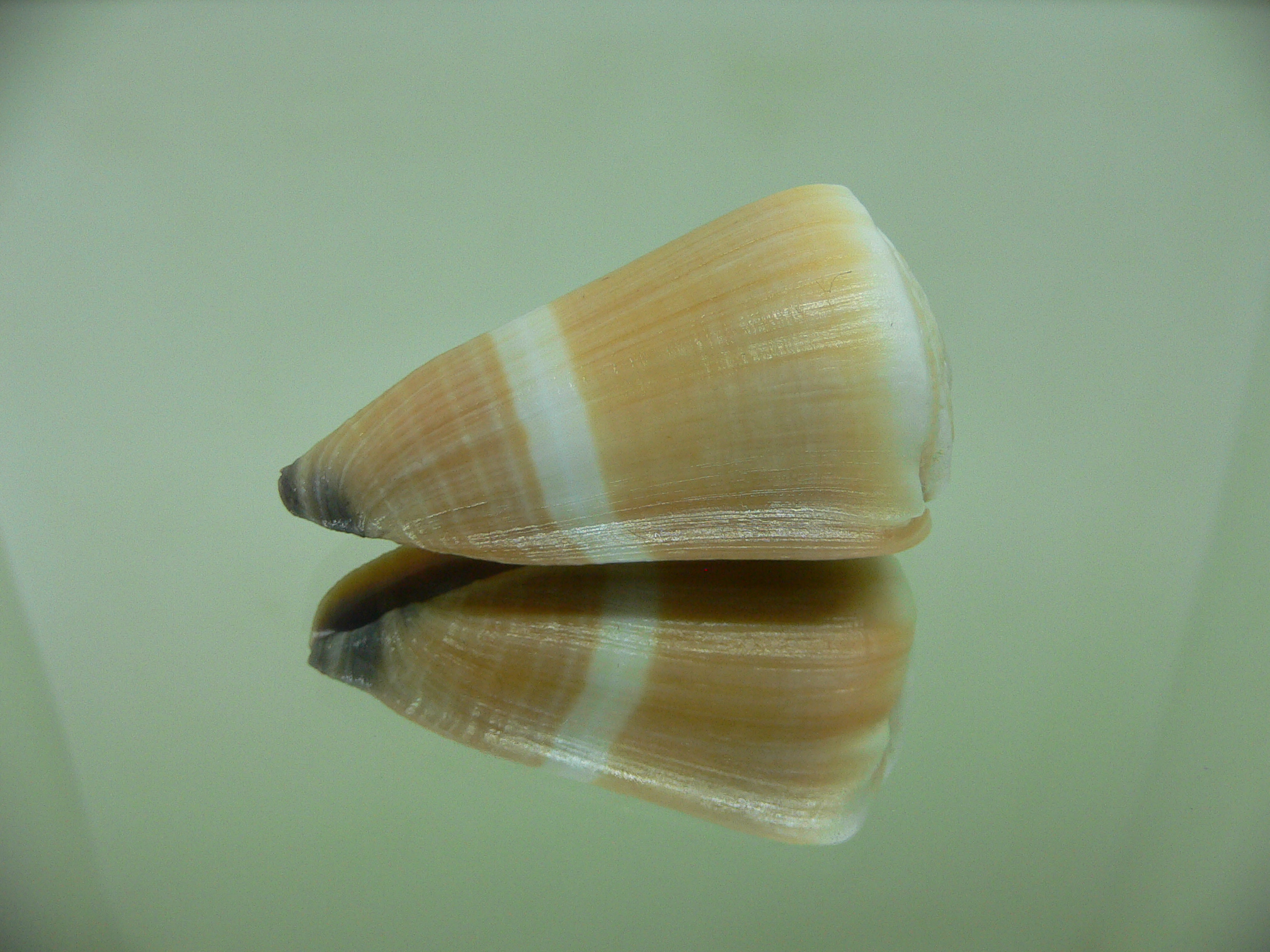 Conus flavidus LIGHT ORANGE