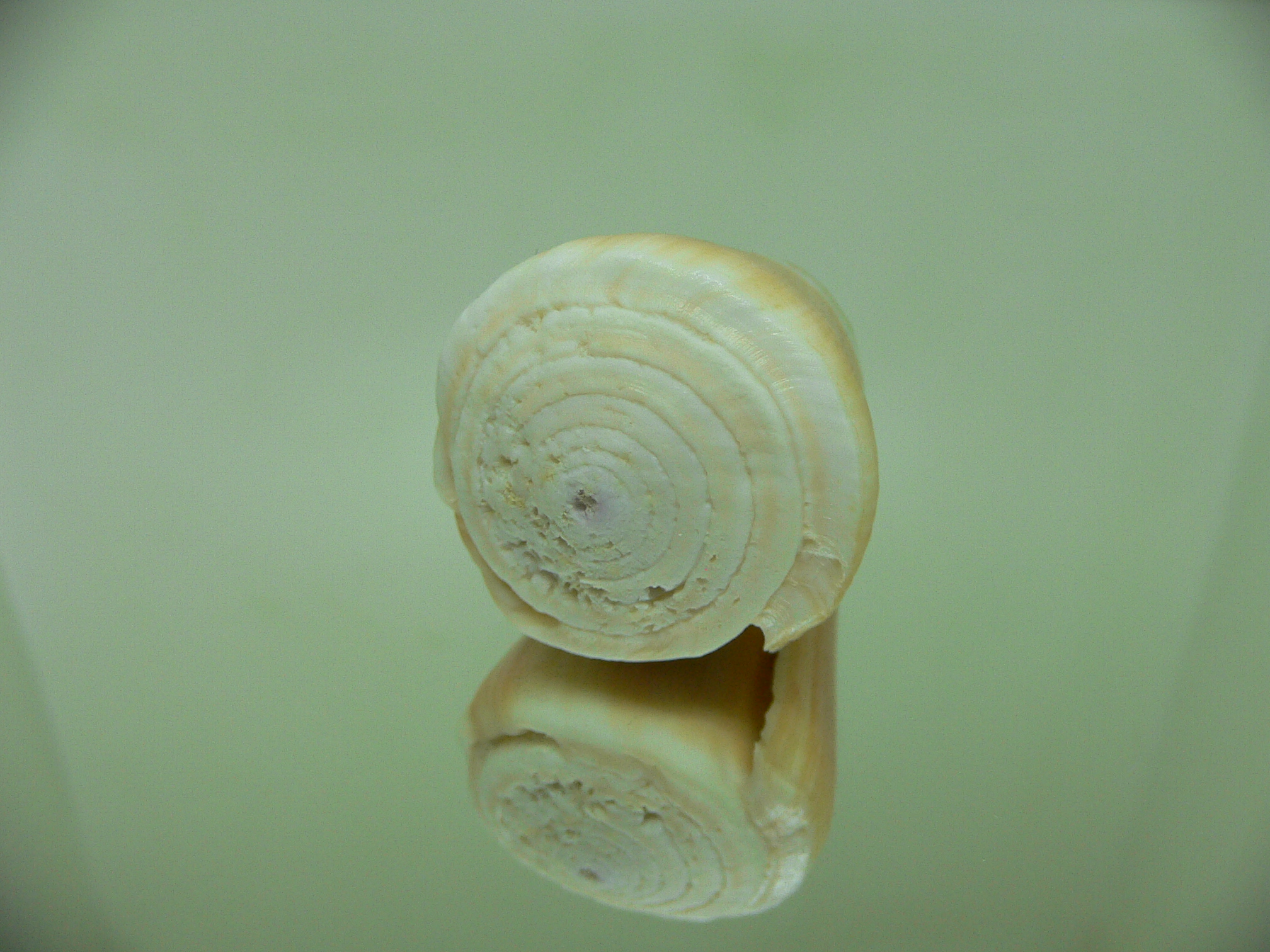 Conus flavidus LIGHT ORANGE