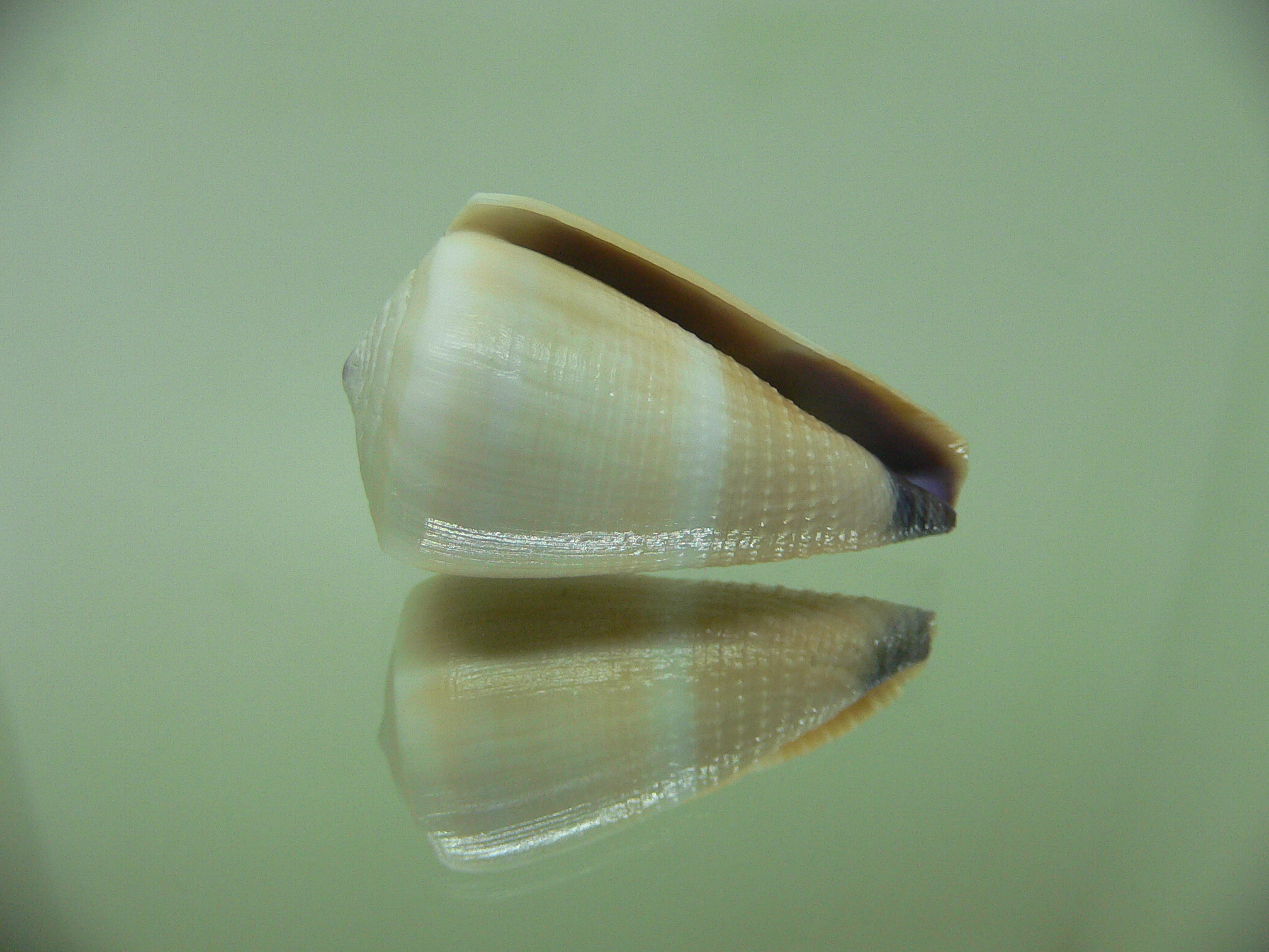 Conus flavidus LIGHT