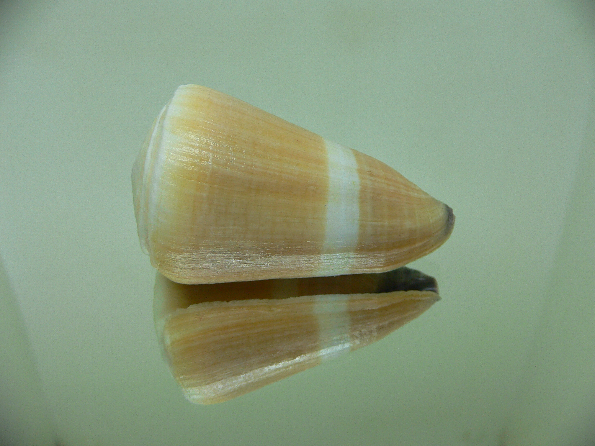 Conus flavidus LIGHT ORANGE