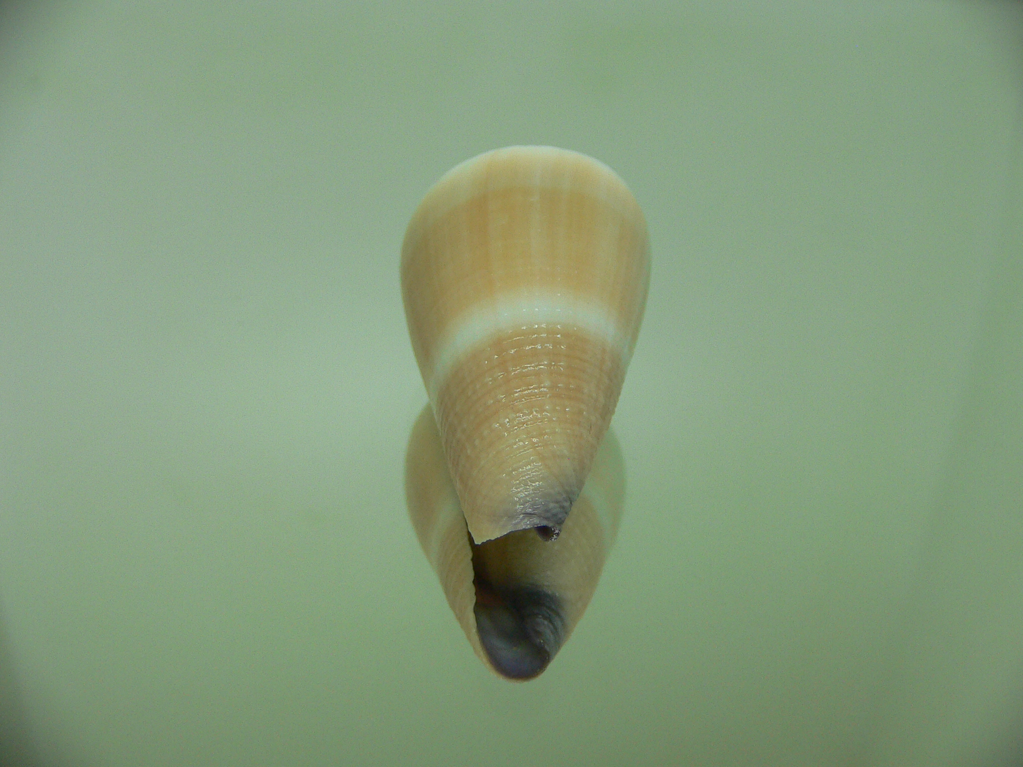 Conus flavidus LIGHT