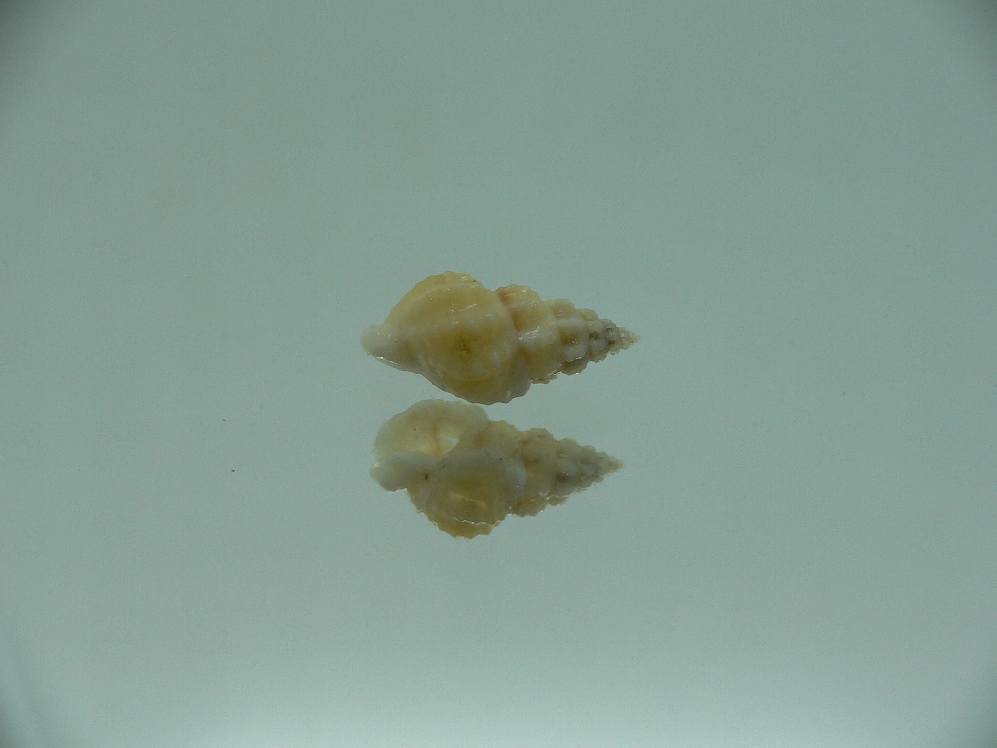 Naytia vaucheri RARE & WHITE
