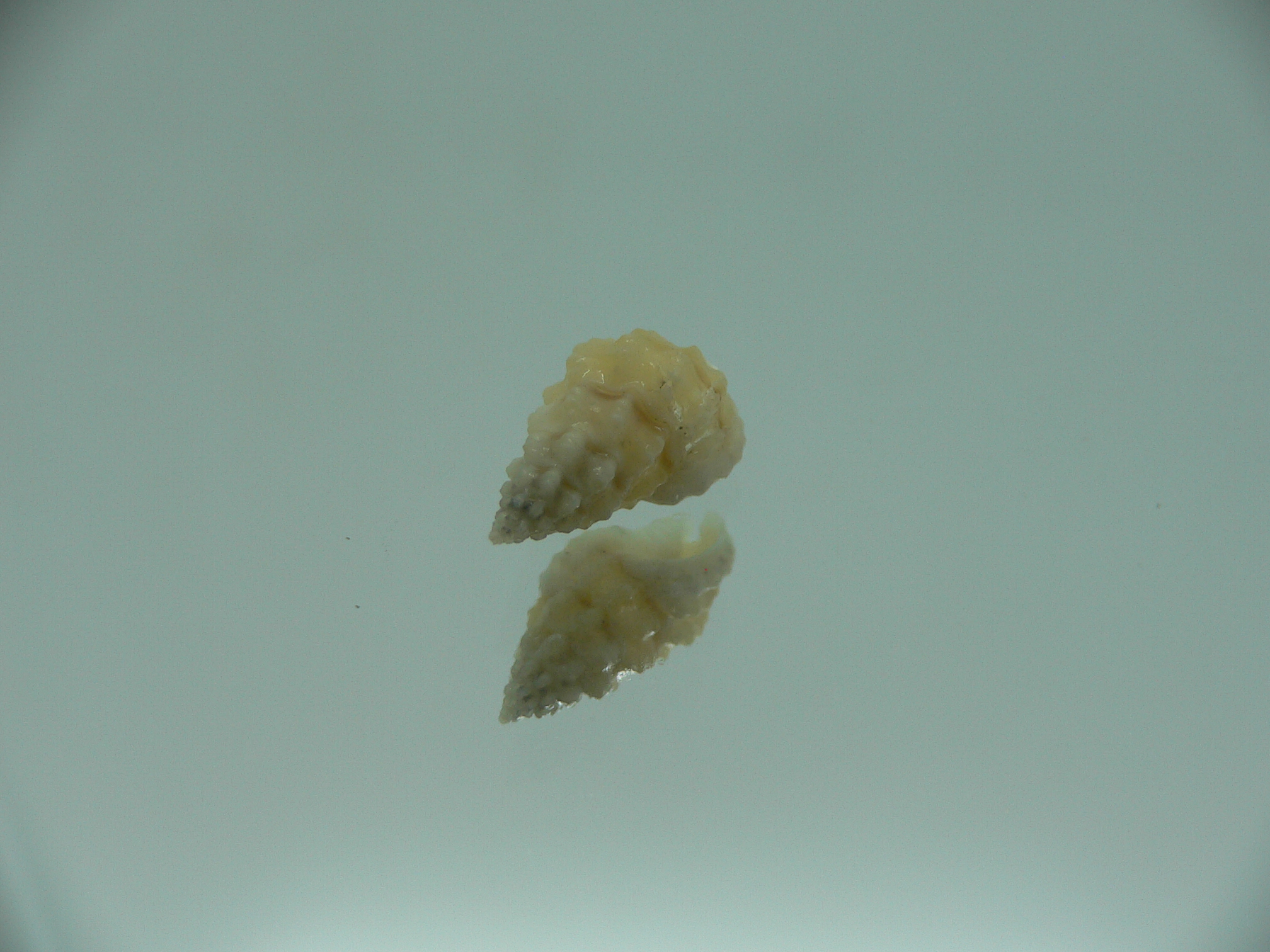 Naytia vaucheri RARE & WHITE