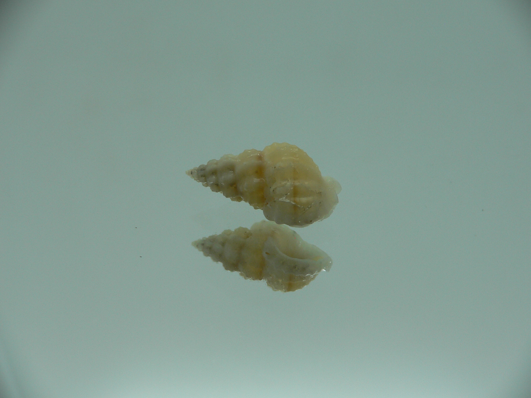 Naytia vaucheri RARE & WHITE