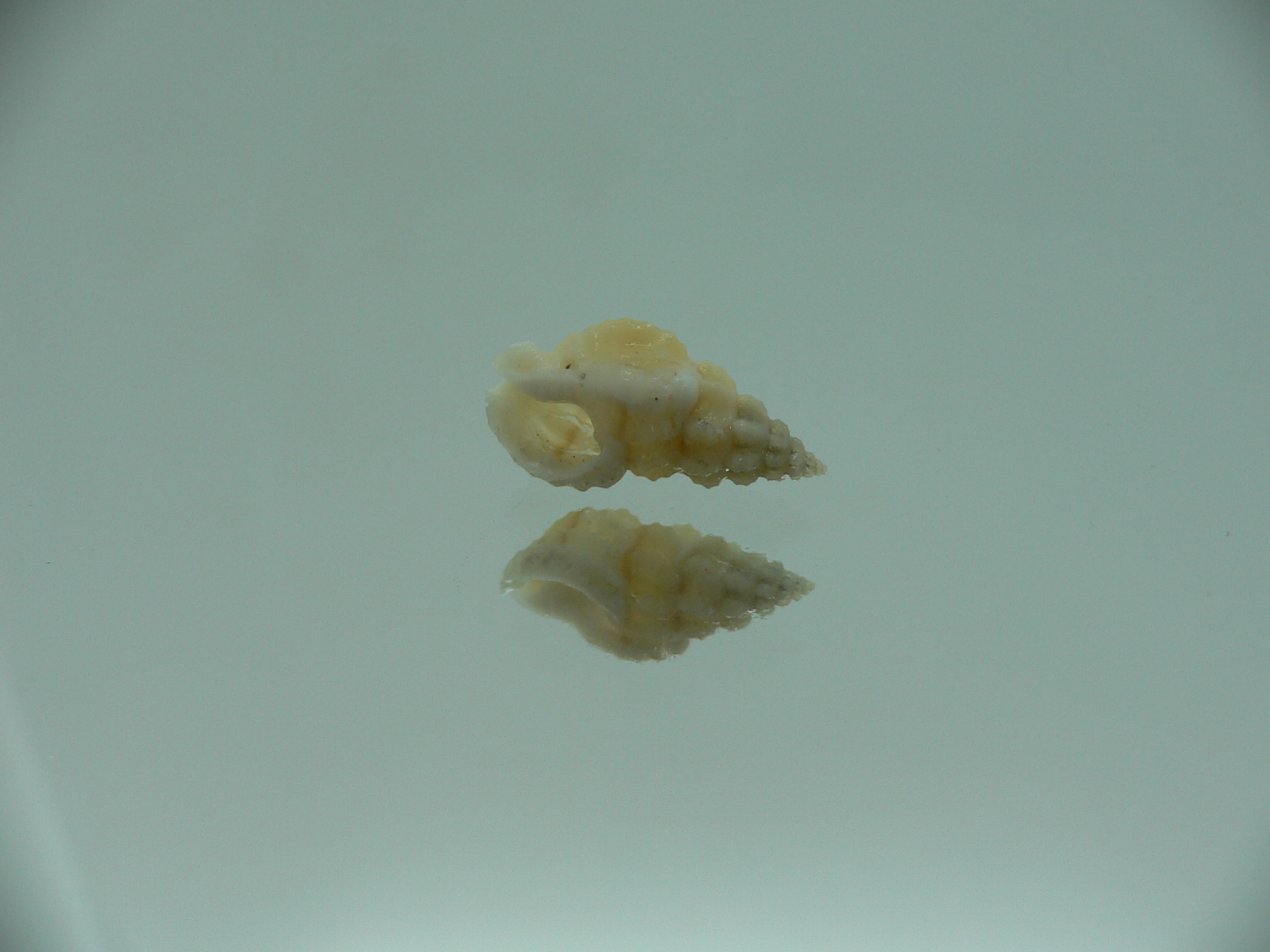 Naytia vaucheri RARE & WHITE