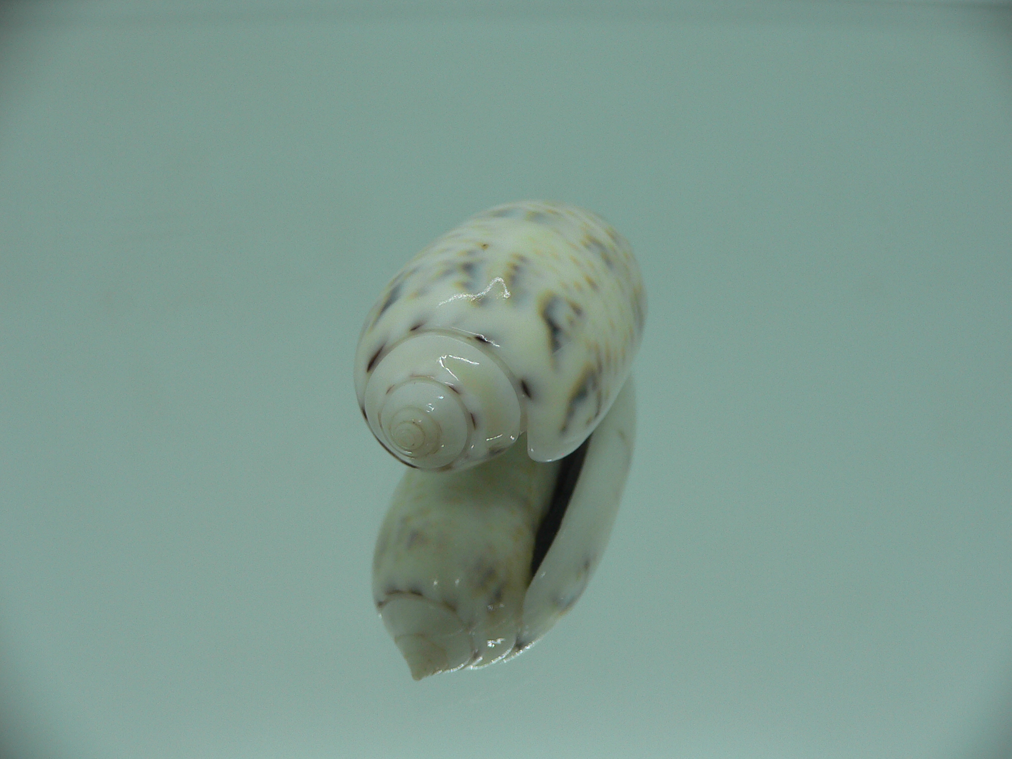 Oliva caerulea caerulea