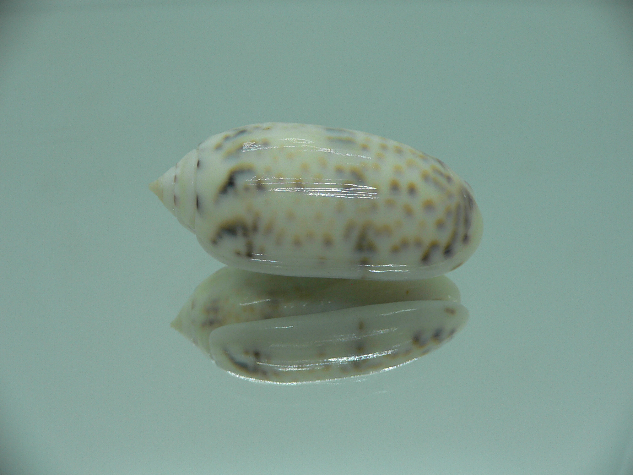 Oliva caerulea caerulea