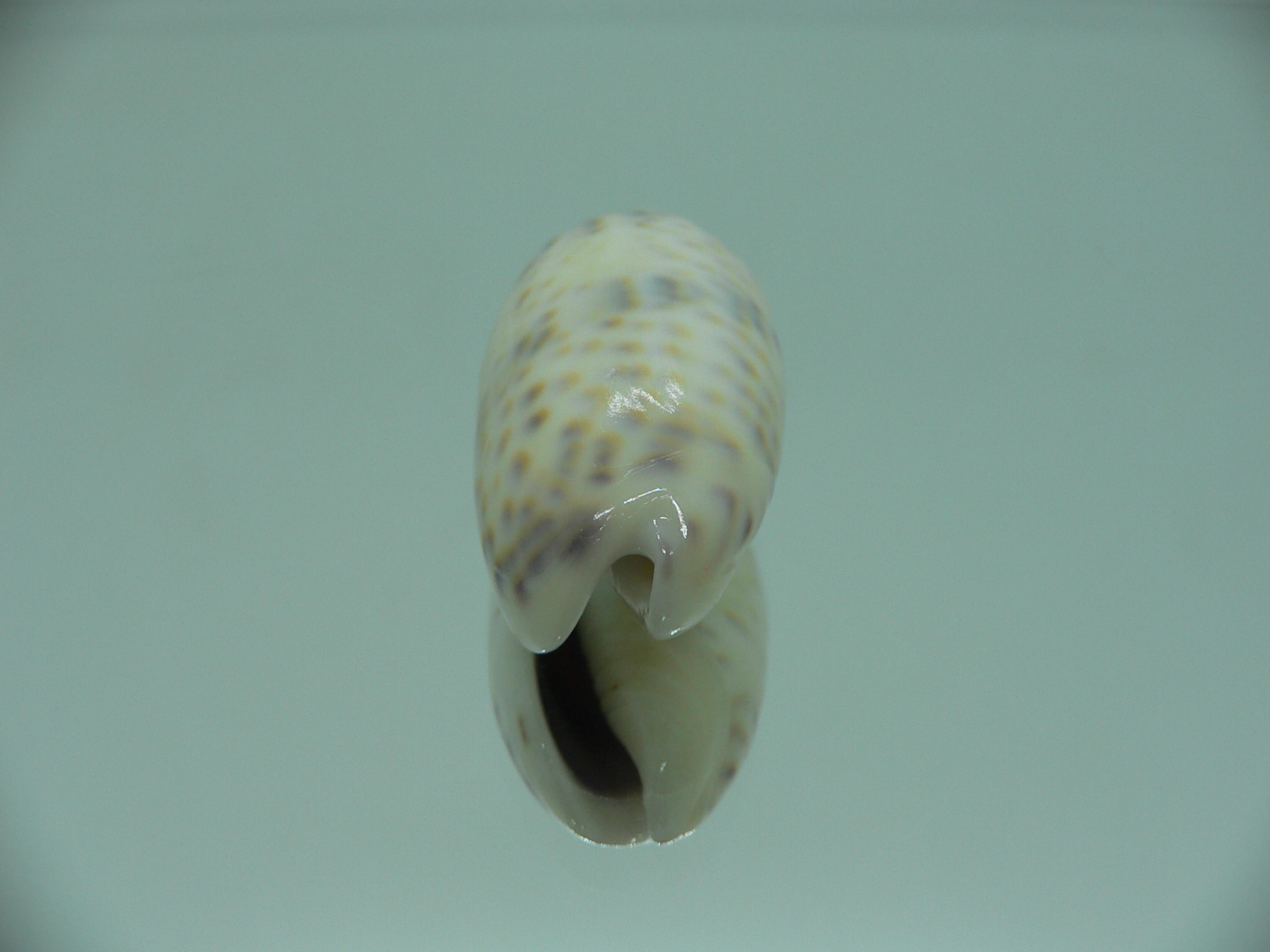 Oliva caerulea caerulea