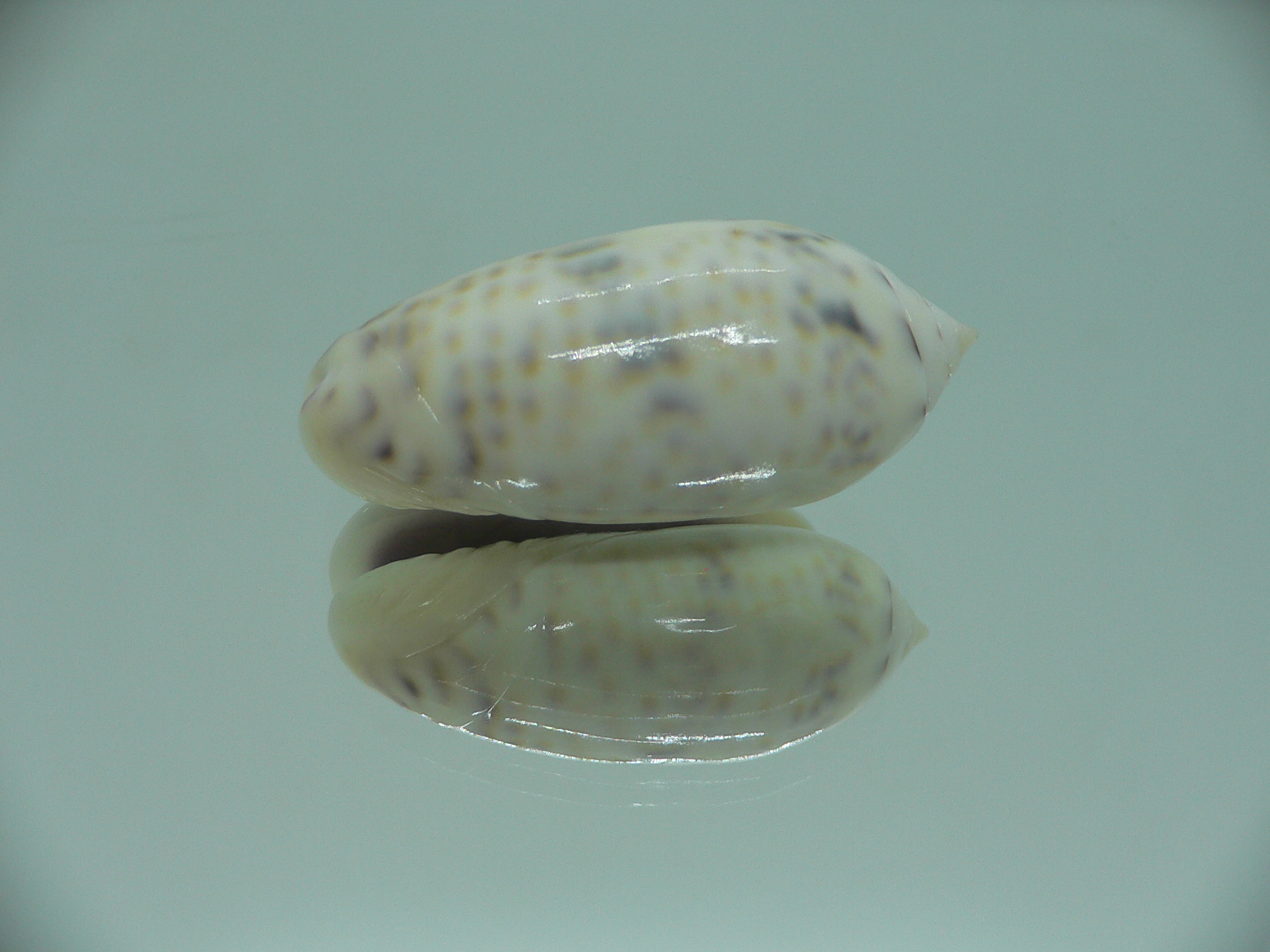 Oliva caerulea caerulea