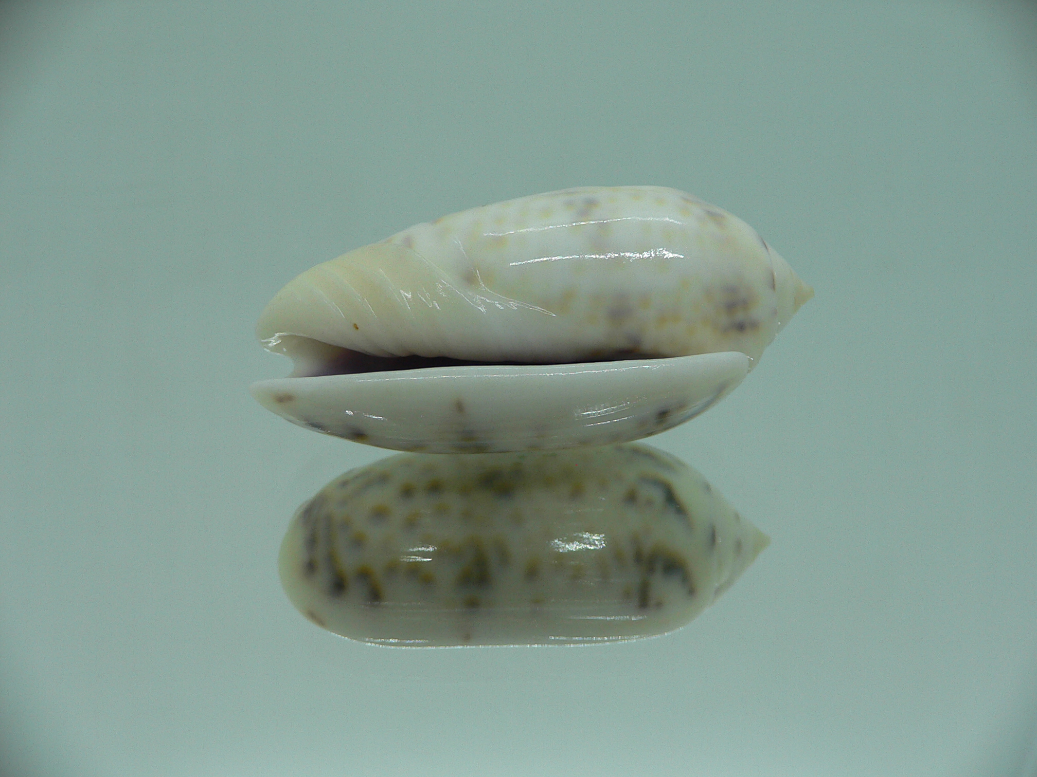 Oliva caerulea caerulea