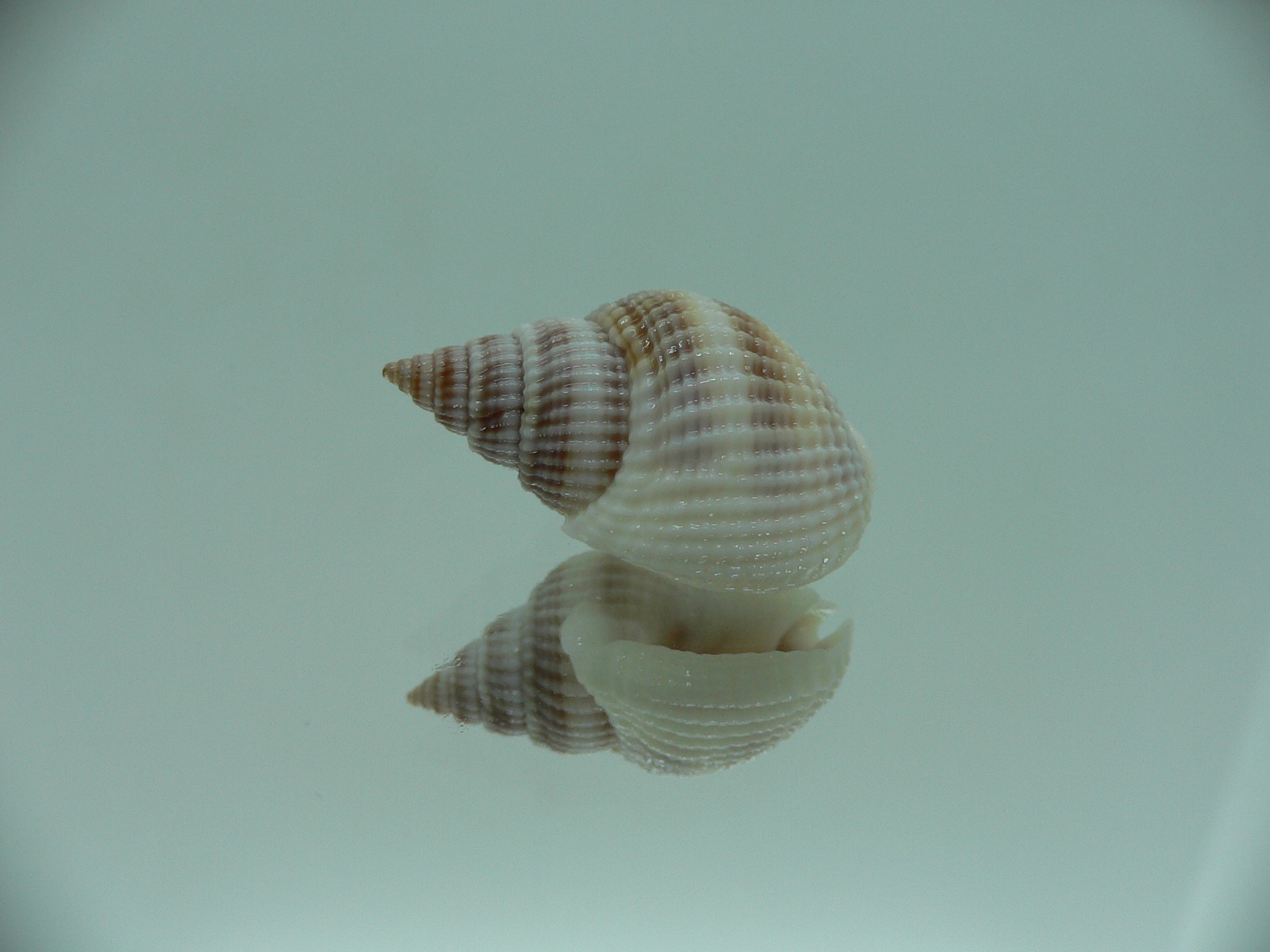 Nassarius livescens LIGHT