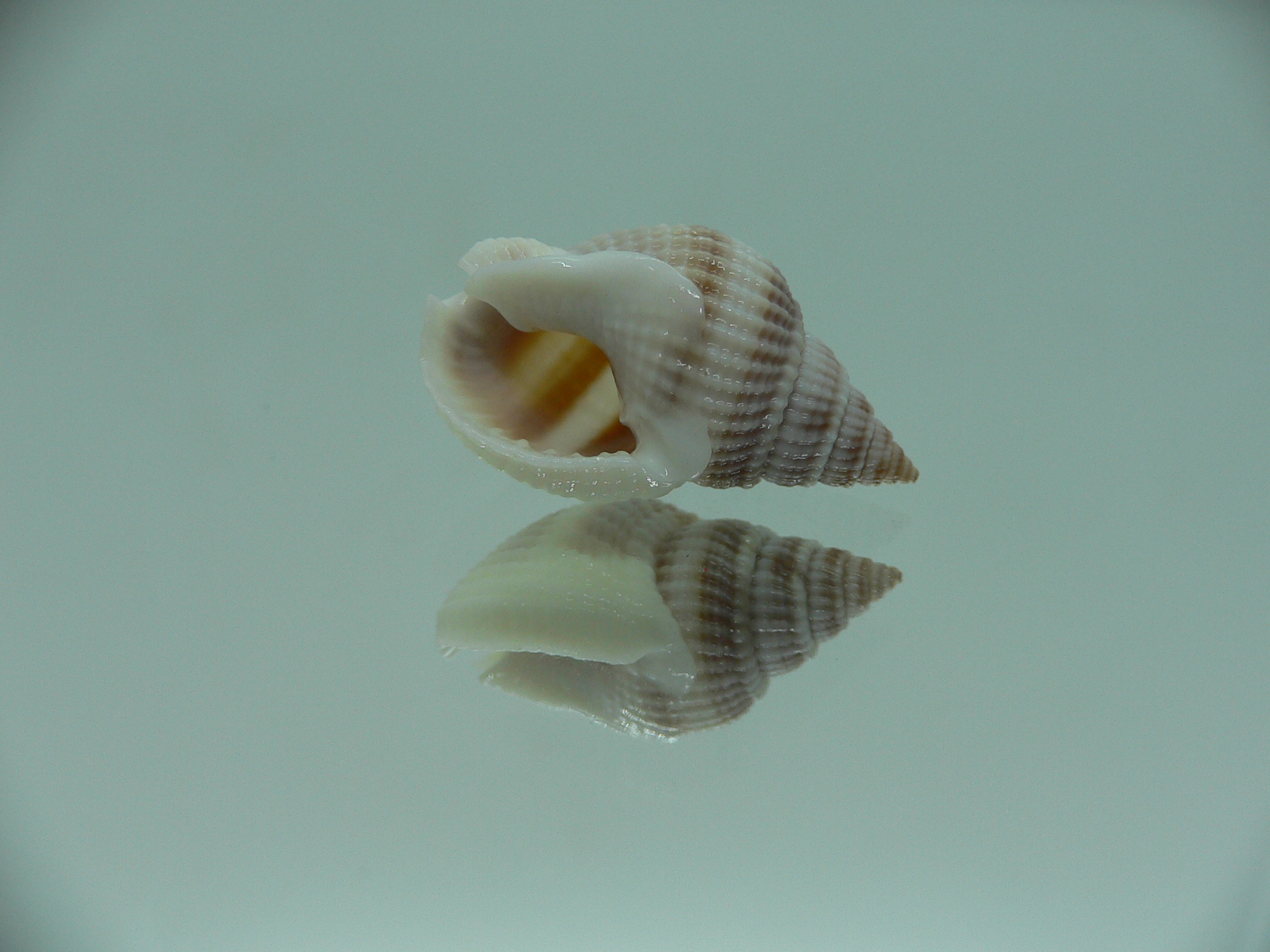 Nassarius livescens LIGHT