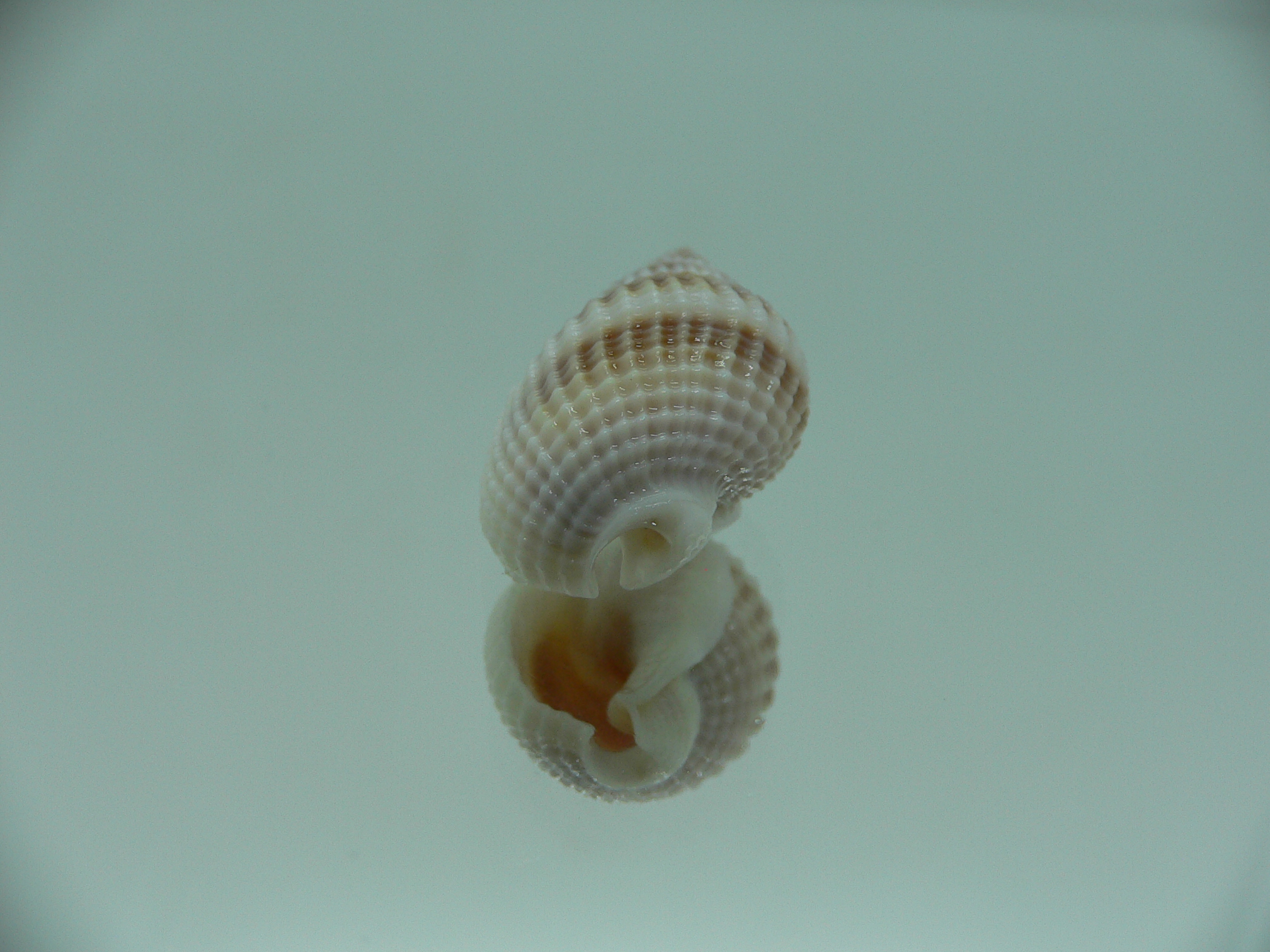 Nassarius livescens LIGHT