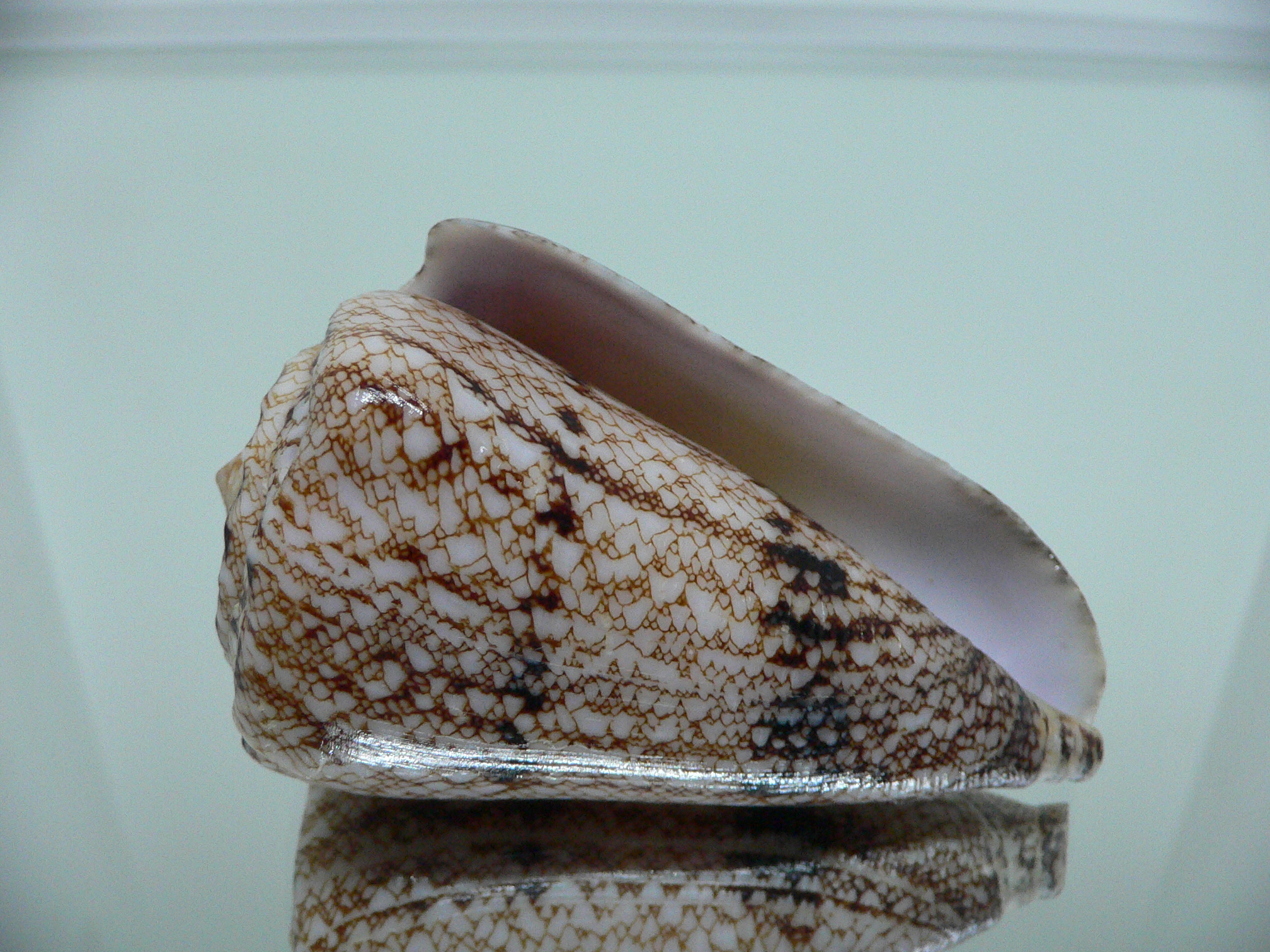 Conus araneosus