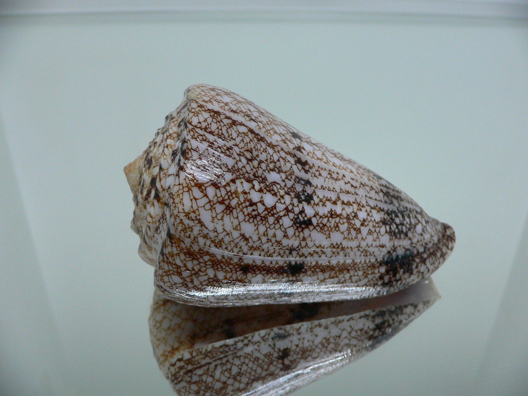 Conus araneosus