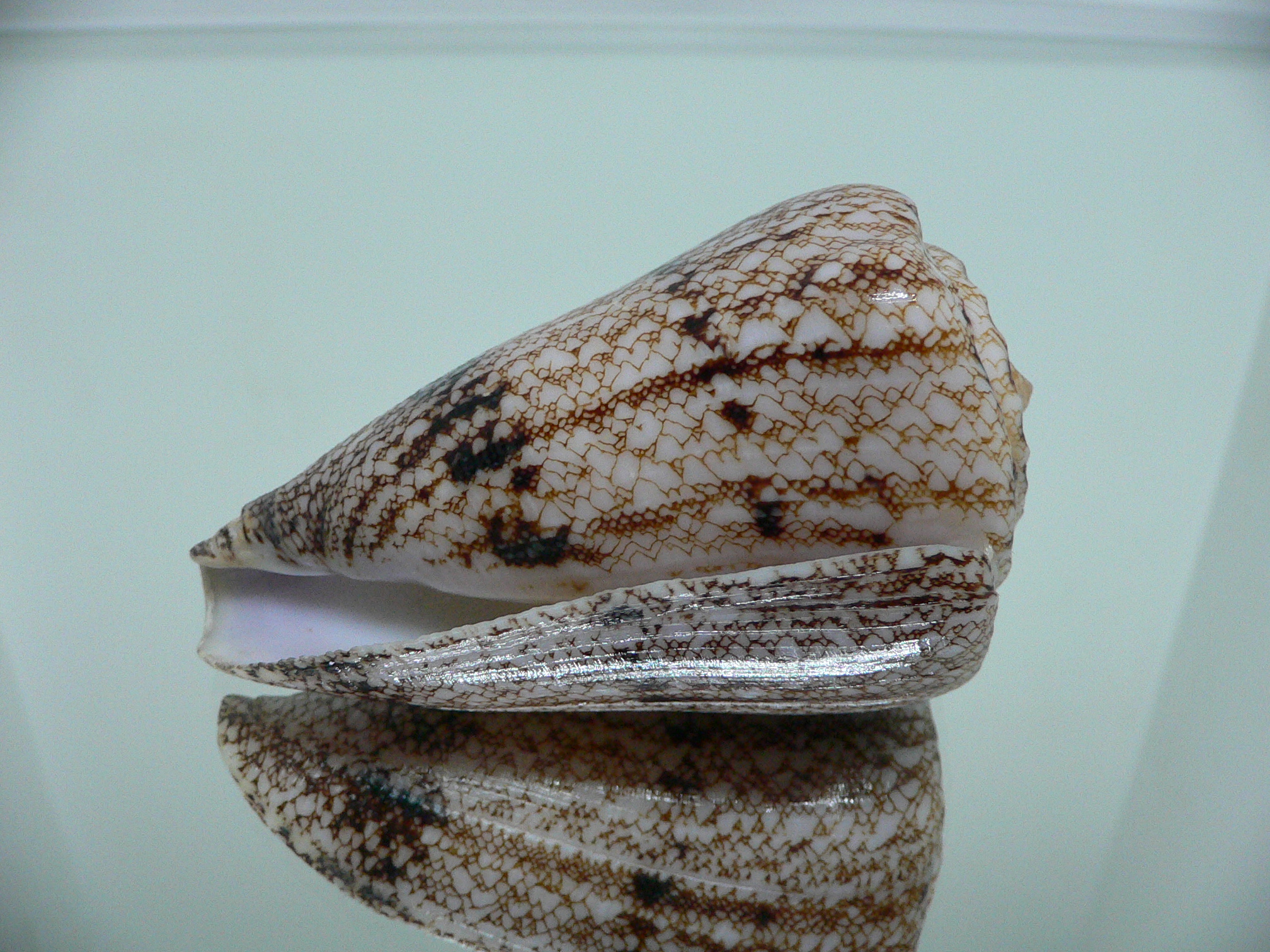 Conus araneosus
