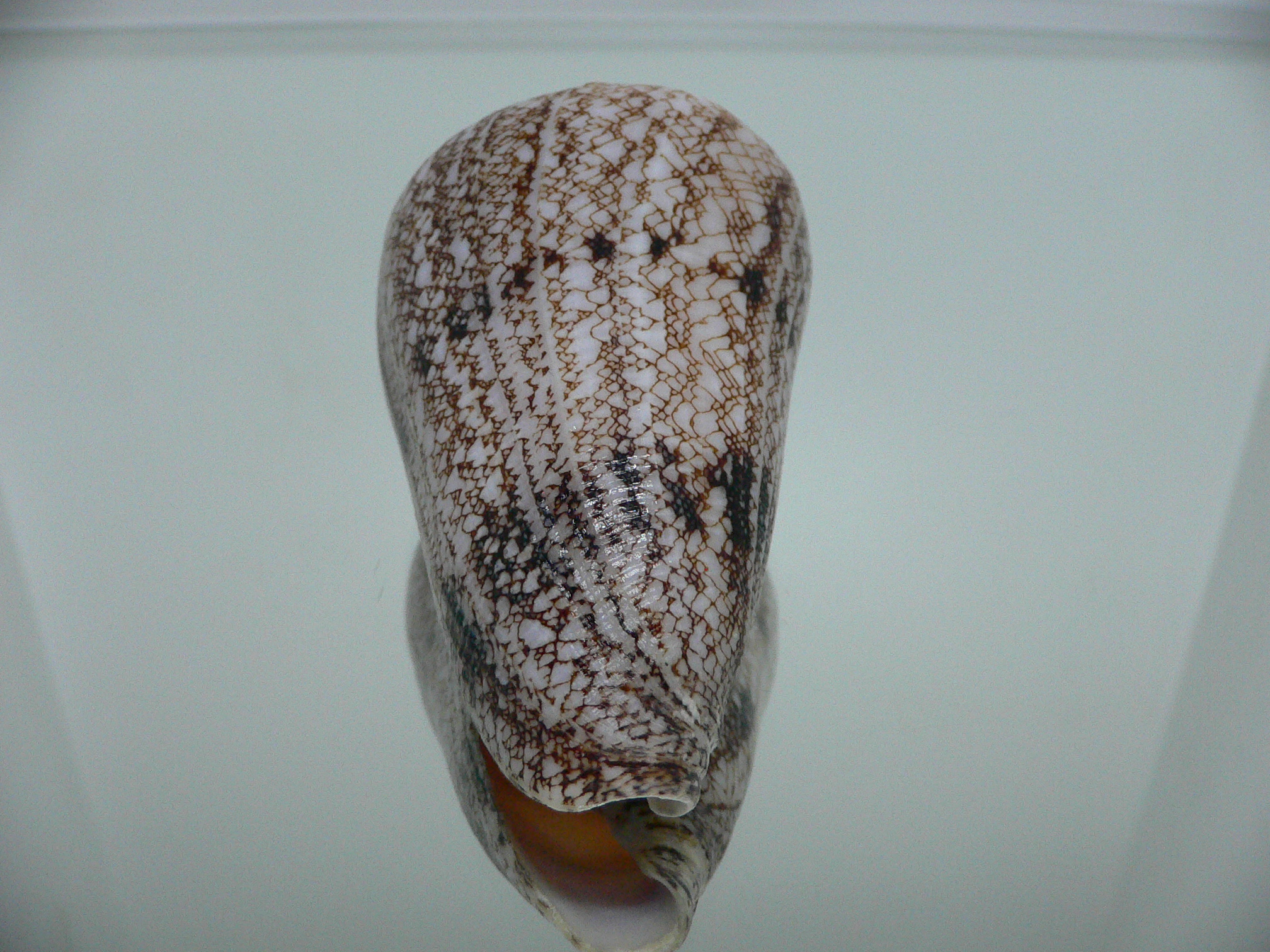 Conus araneosus
