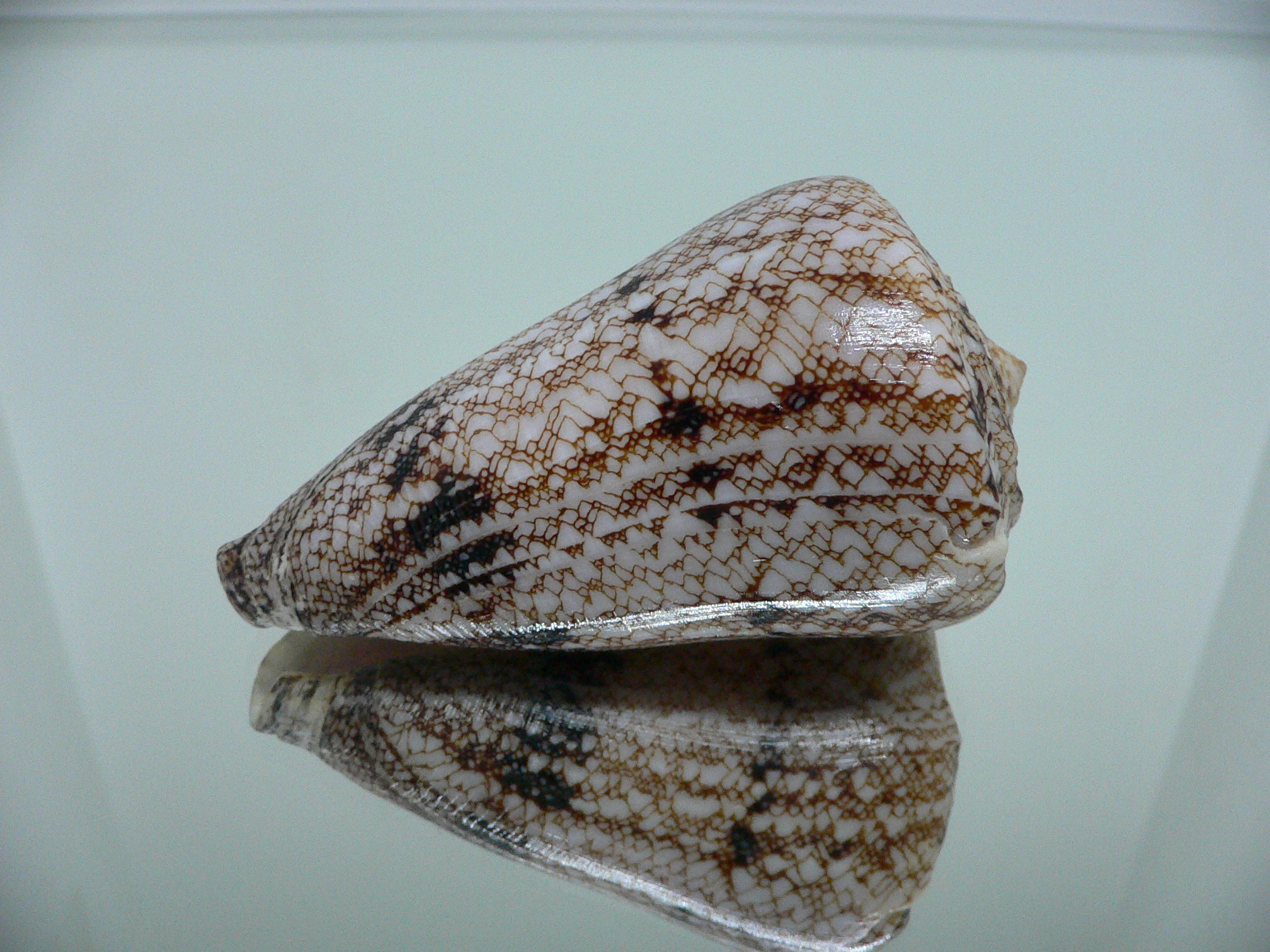 Conus araneosus