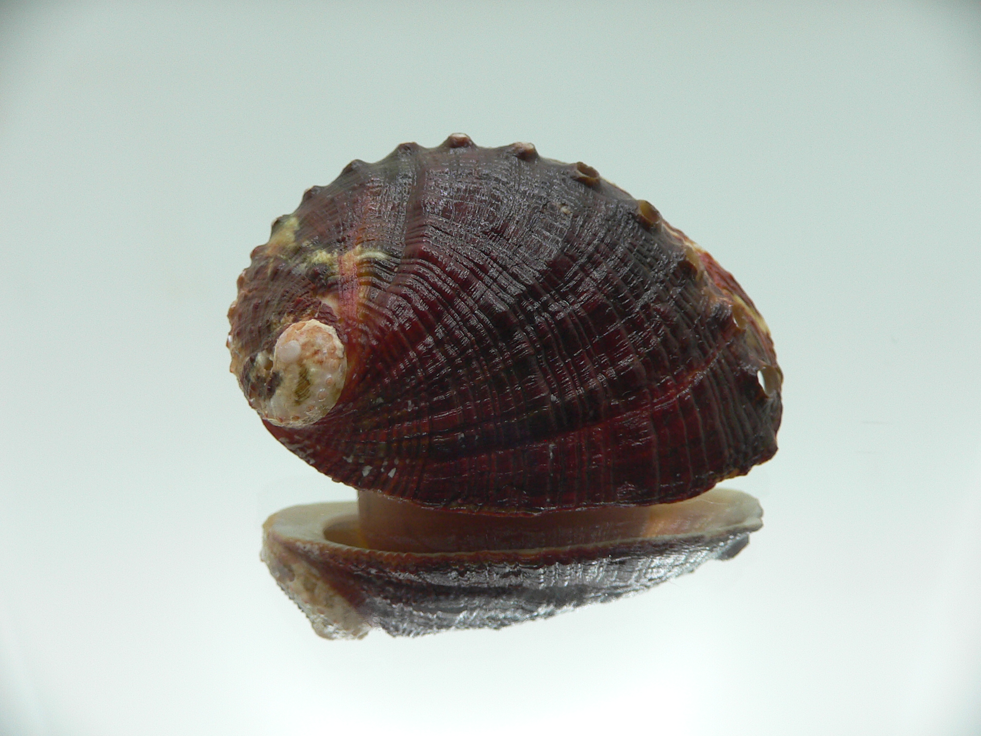 Haliotis planata IDEAL & DARK