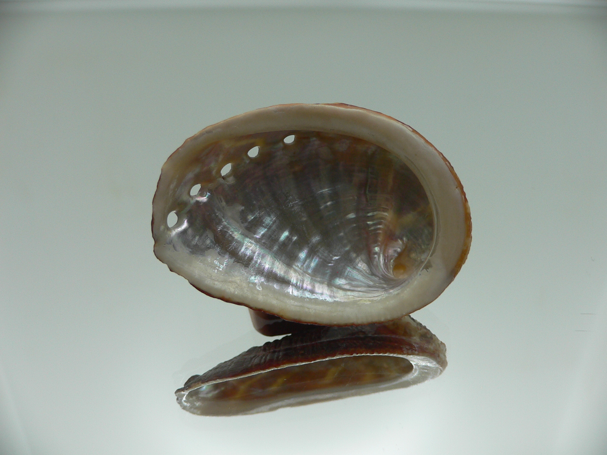 Haliotis planata IDEAL & DARK