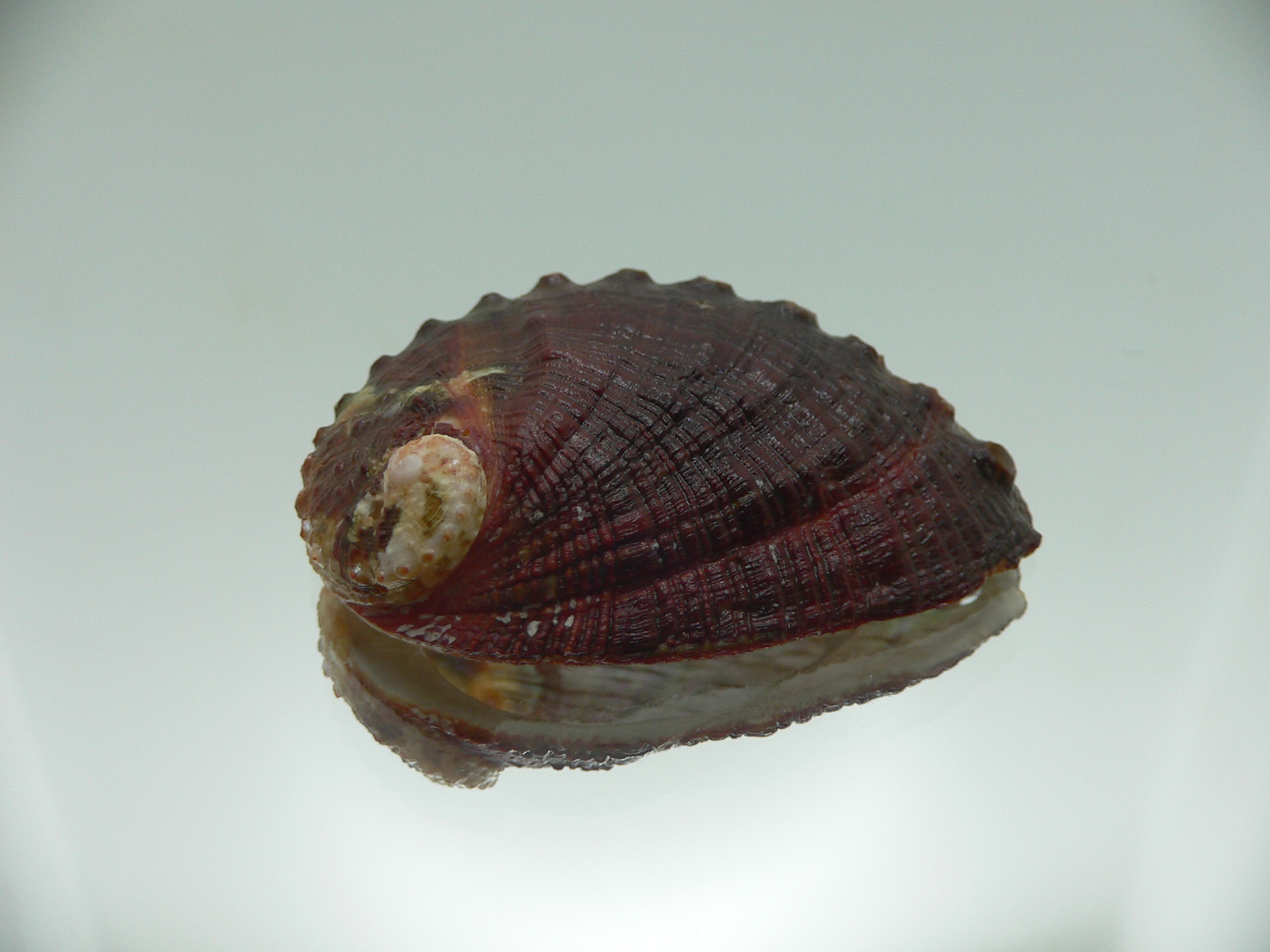 Haliotis planata IDEAL & DARK