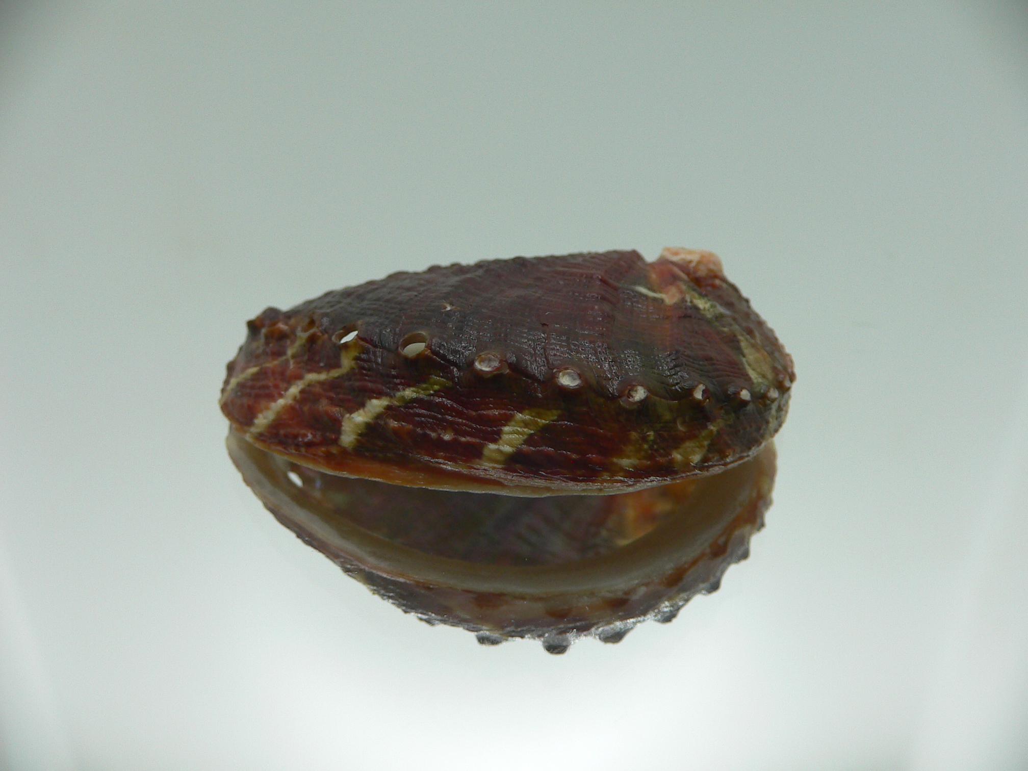 Haliotis planata IDEAL & DARK