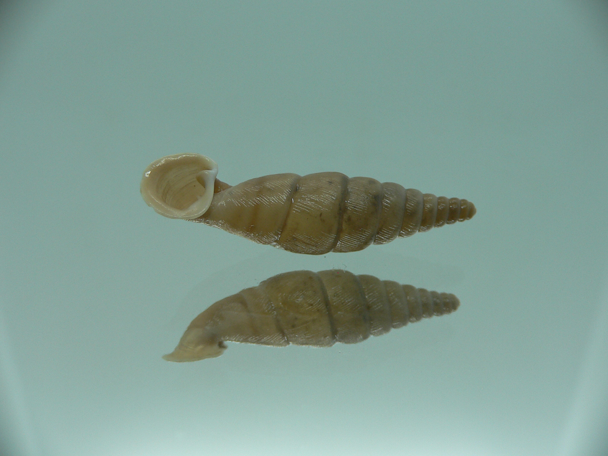 Grandinenia unicolor 1