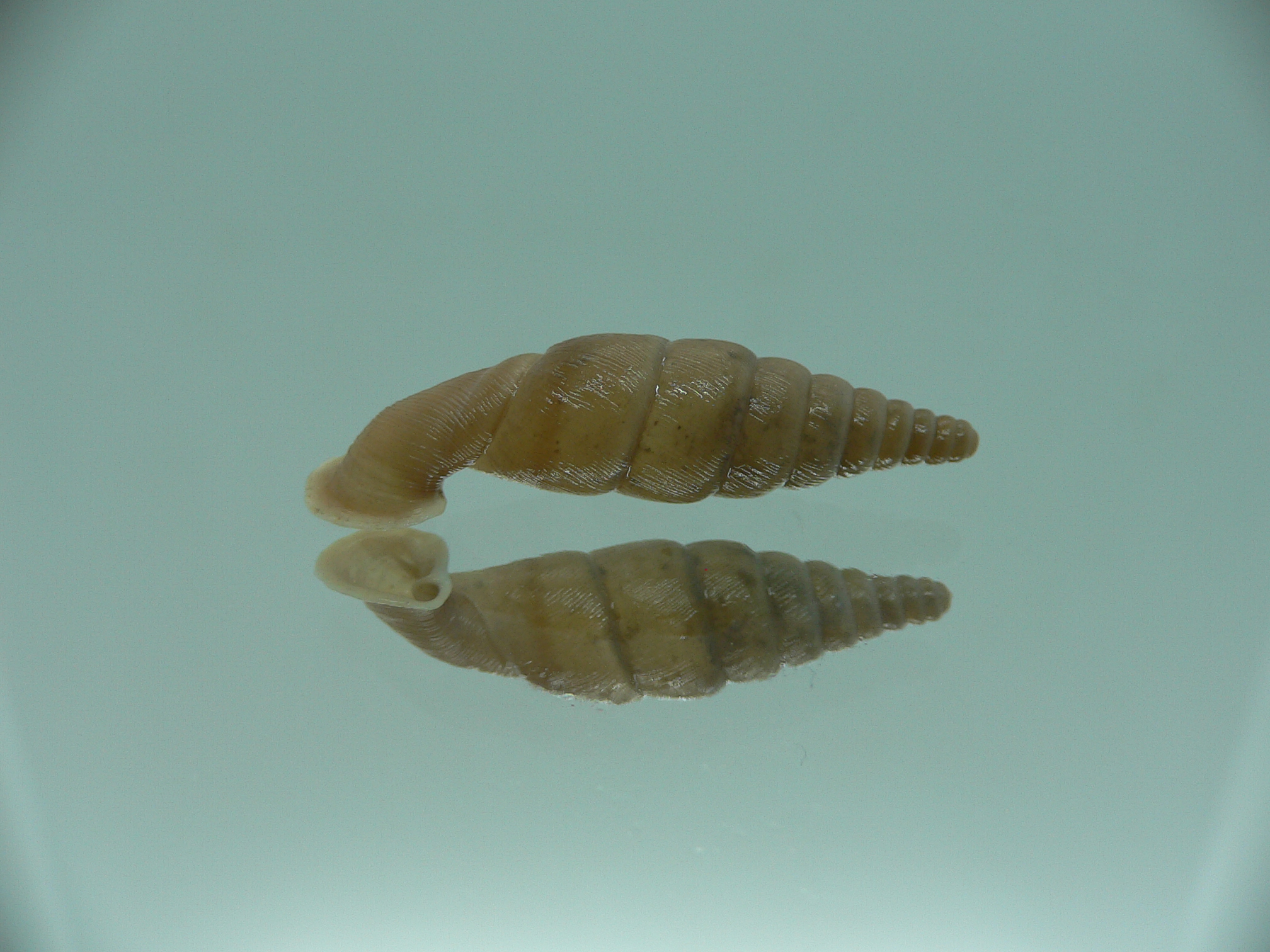 Grandinenia unicolor 1