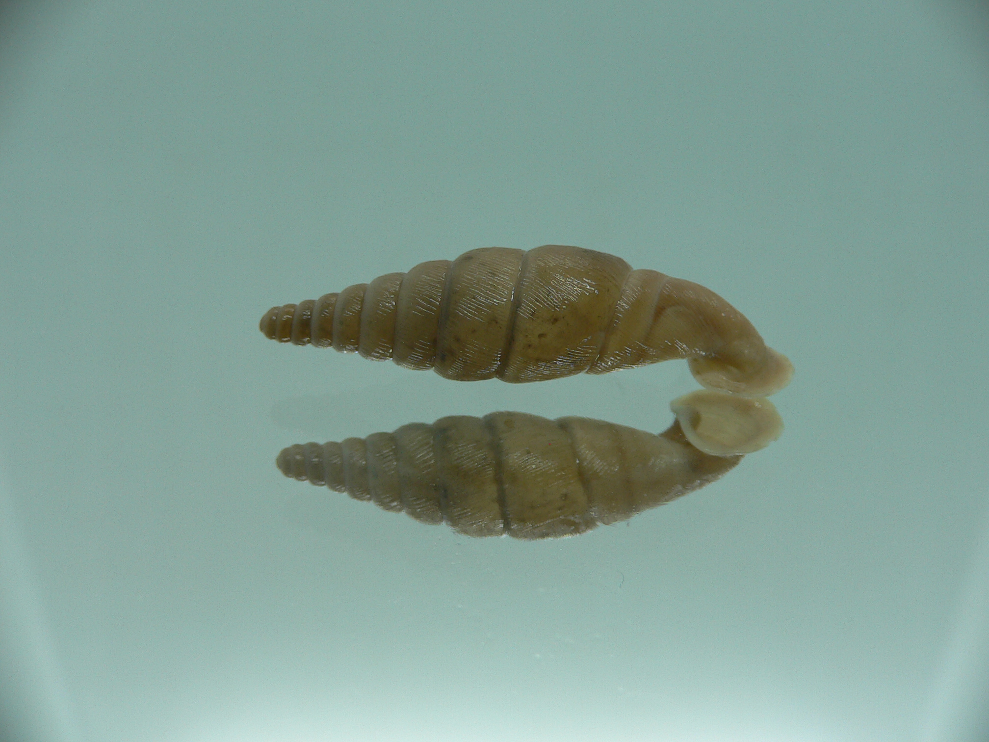 Grandinenia unicolor 1