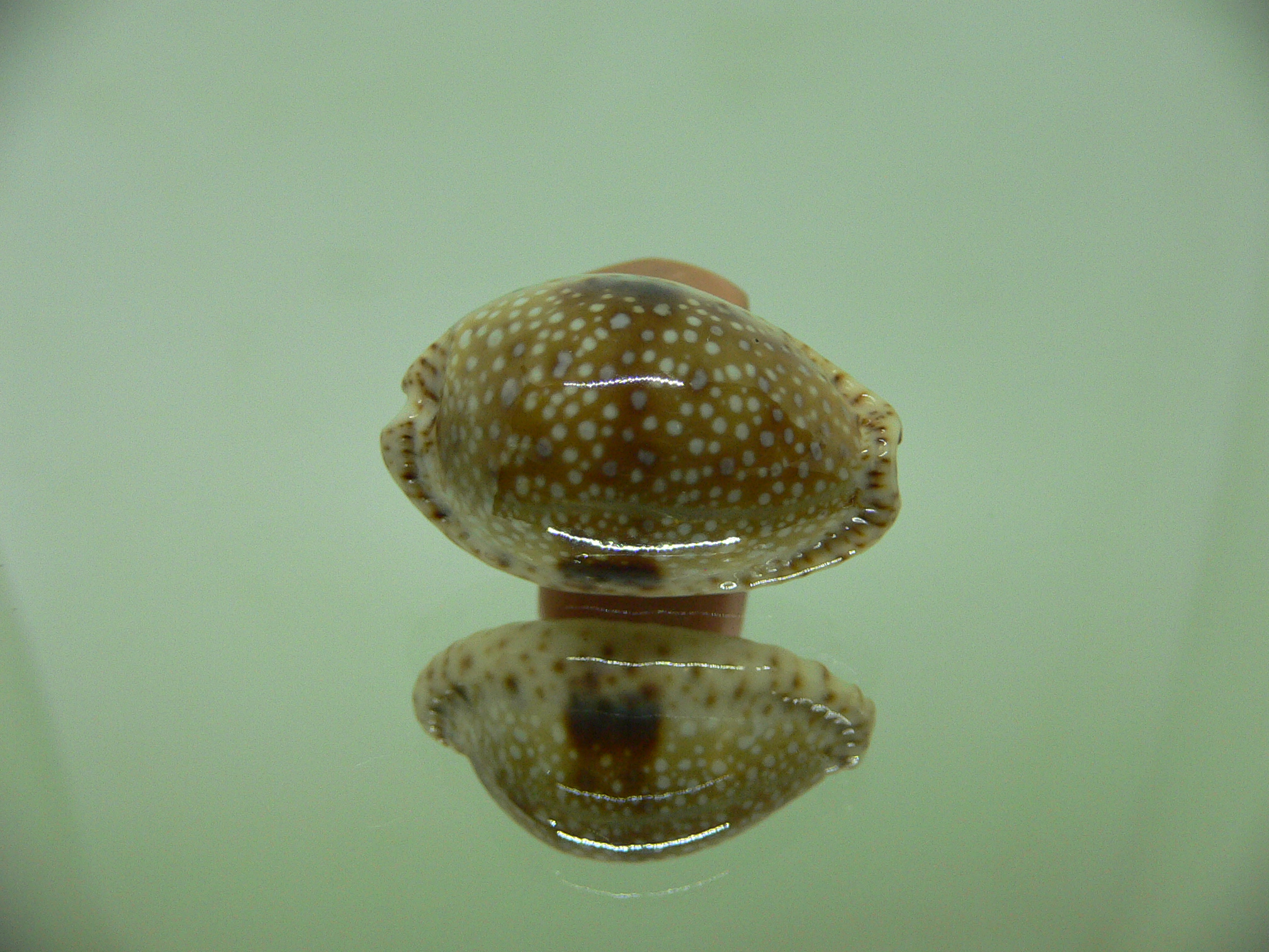 Cypraea nebrites IDEAL