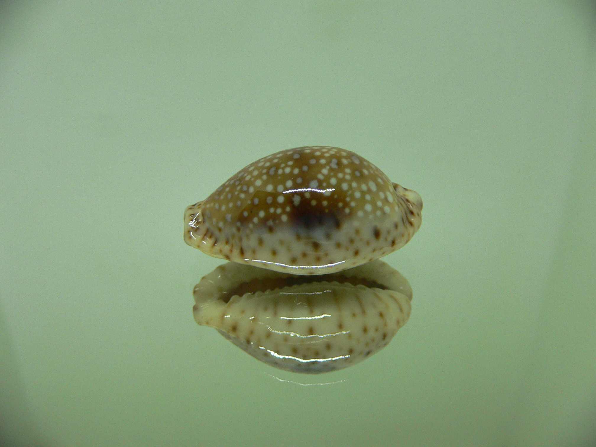 Cypraea nebrites IDEAL