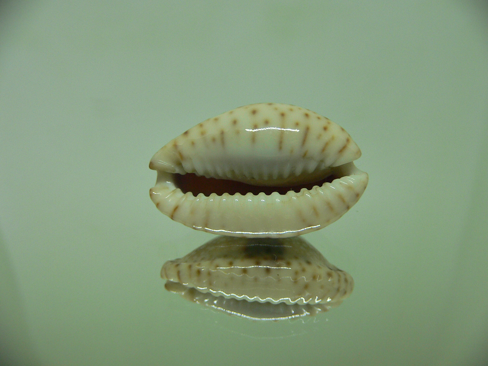 Cypraea nebrites IDEAL