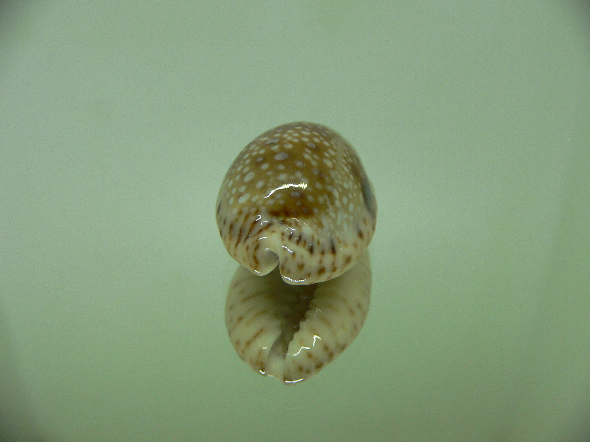 Cypraea nebrites IDEAL